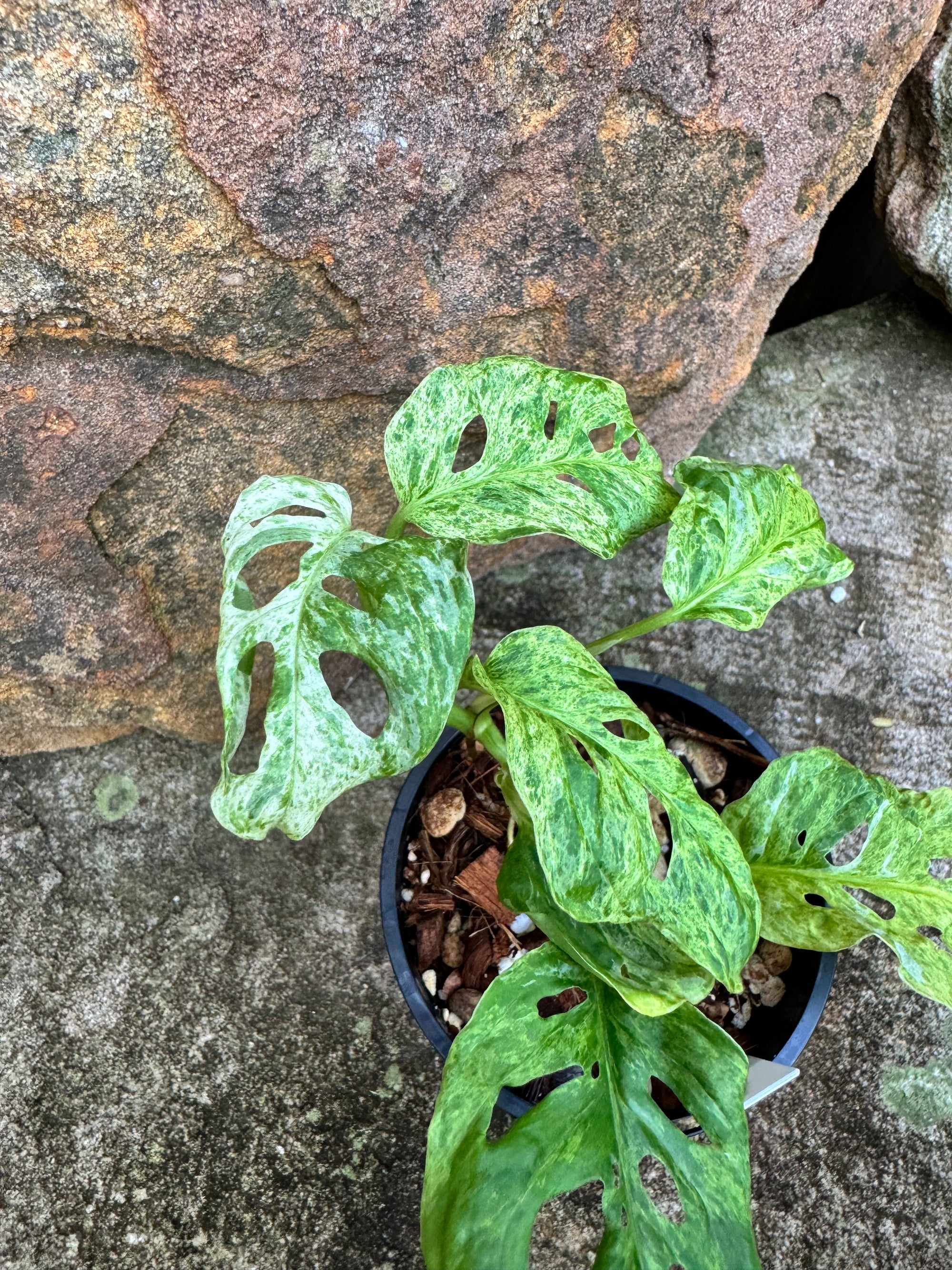 Monstera adansonii Mint