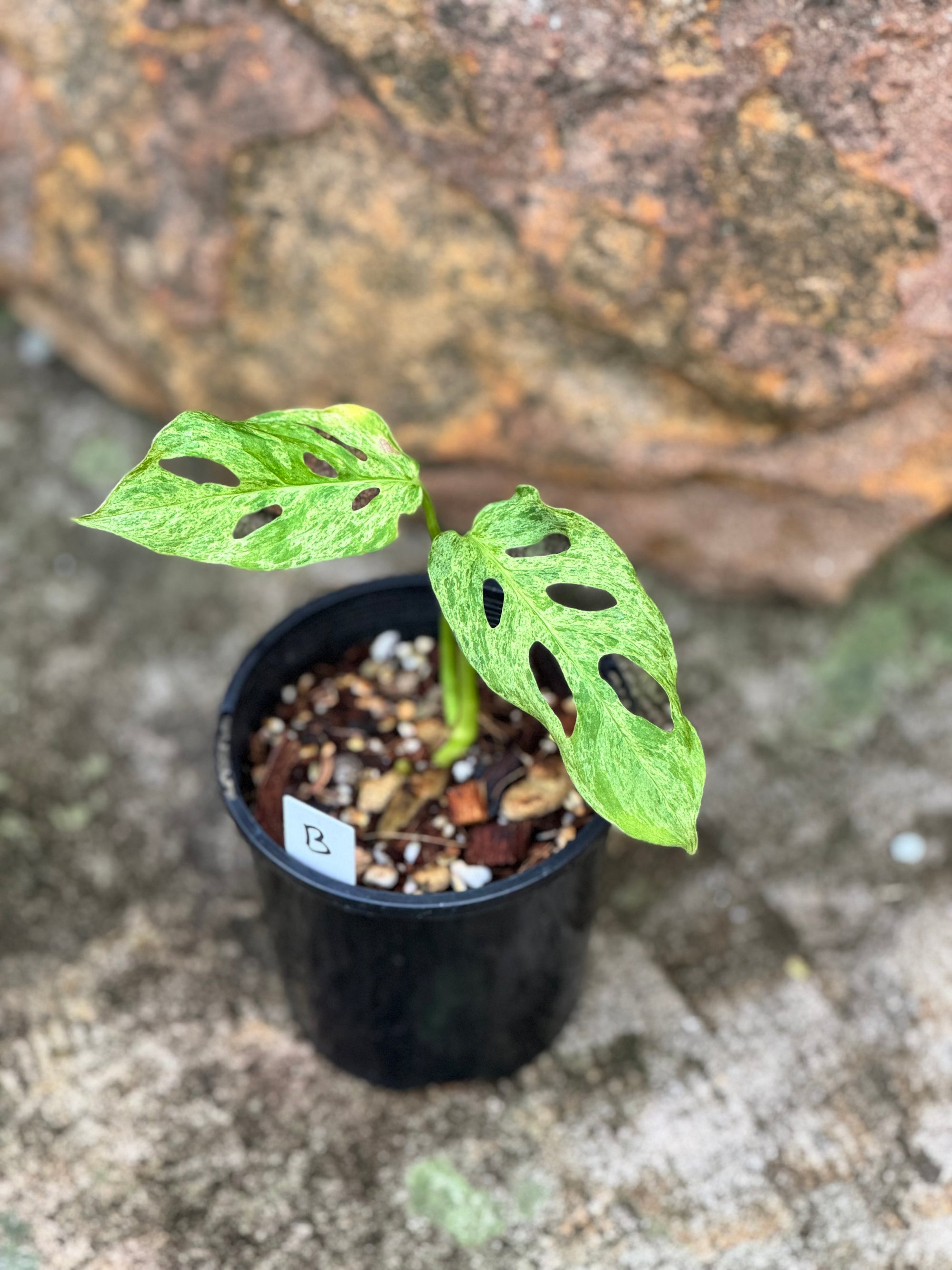 Monstera adansonii Mint