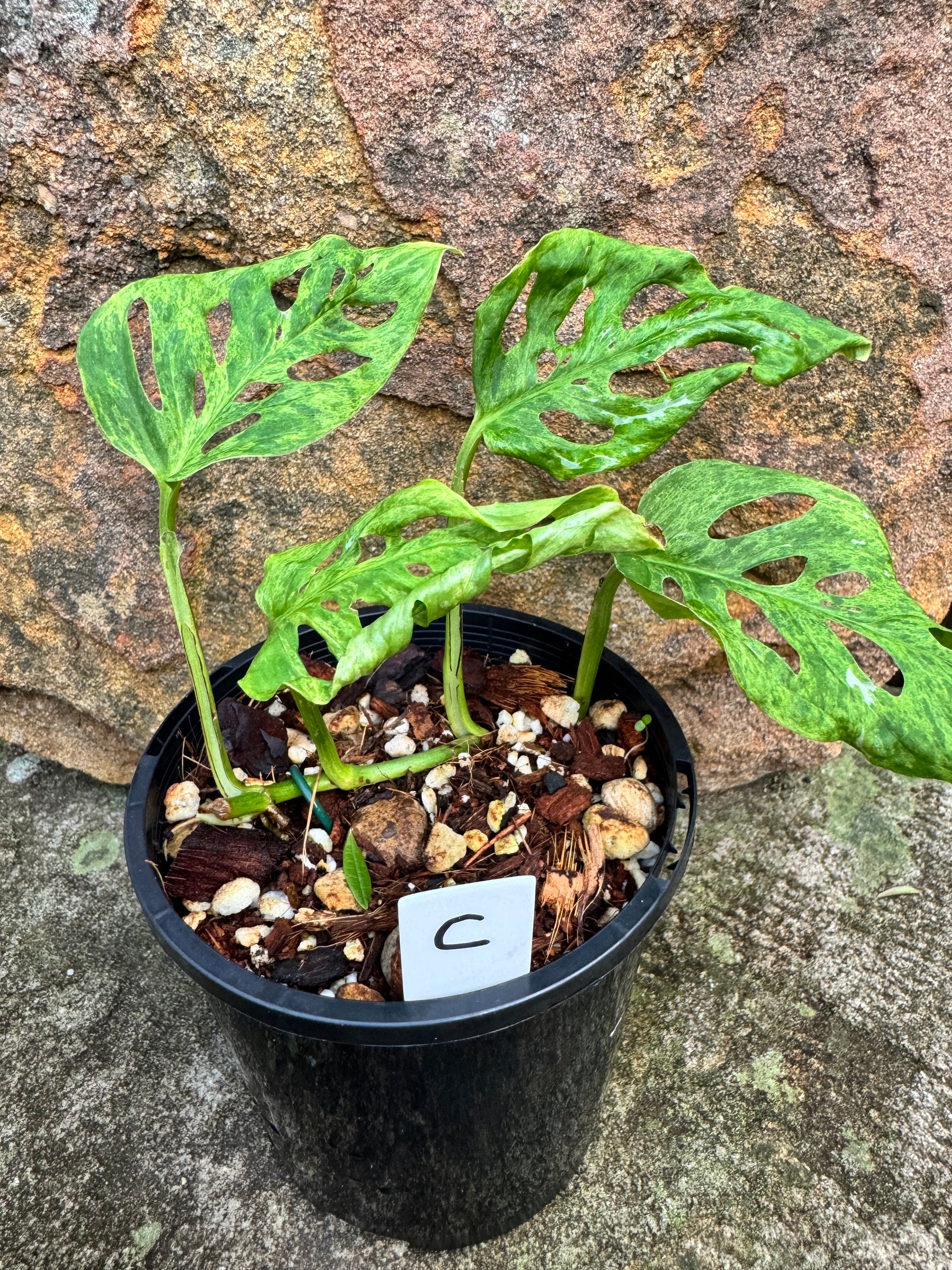 Monstera adansonii Mint