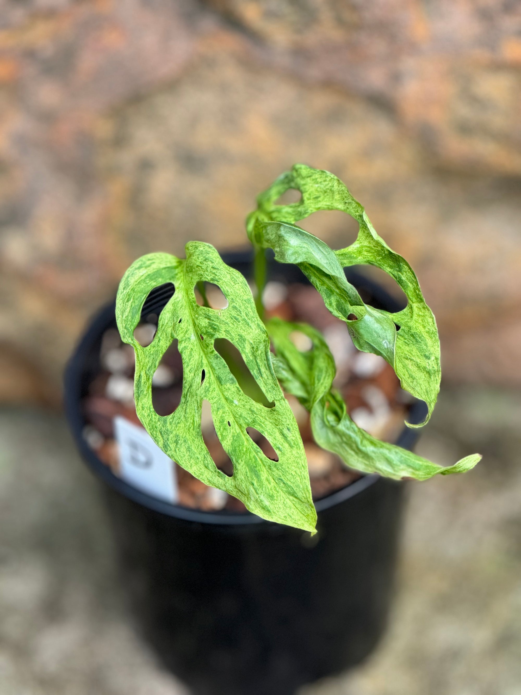 Monstera adansonii Mint