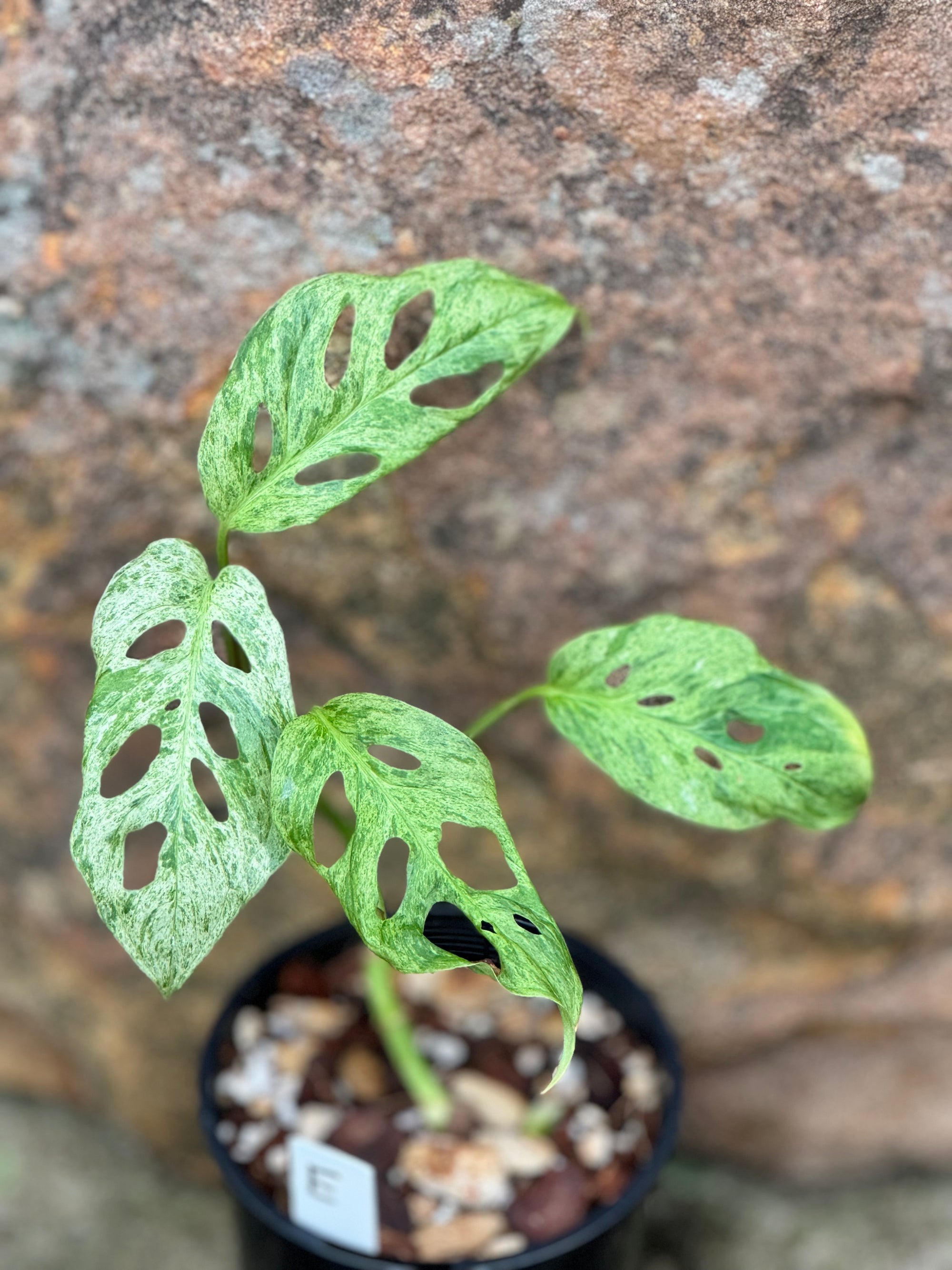 Monstera adansonii Mint