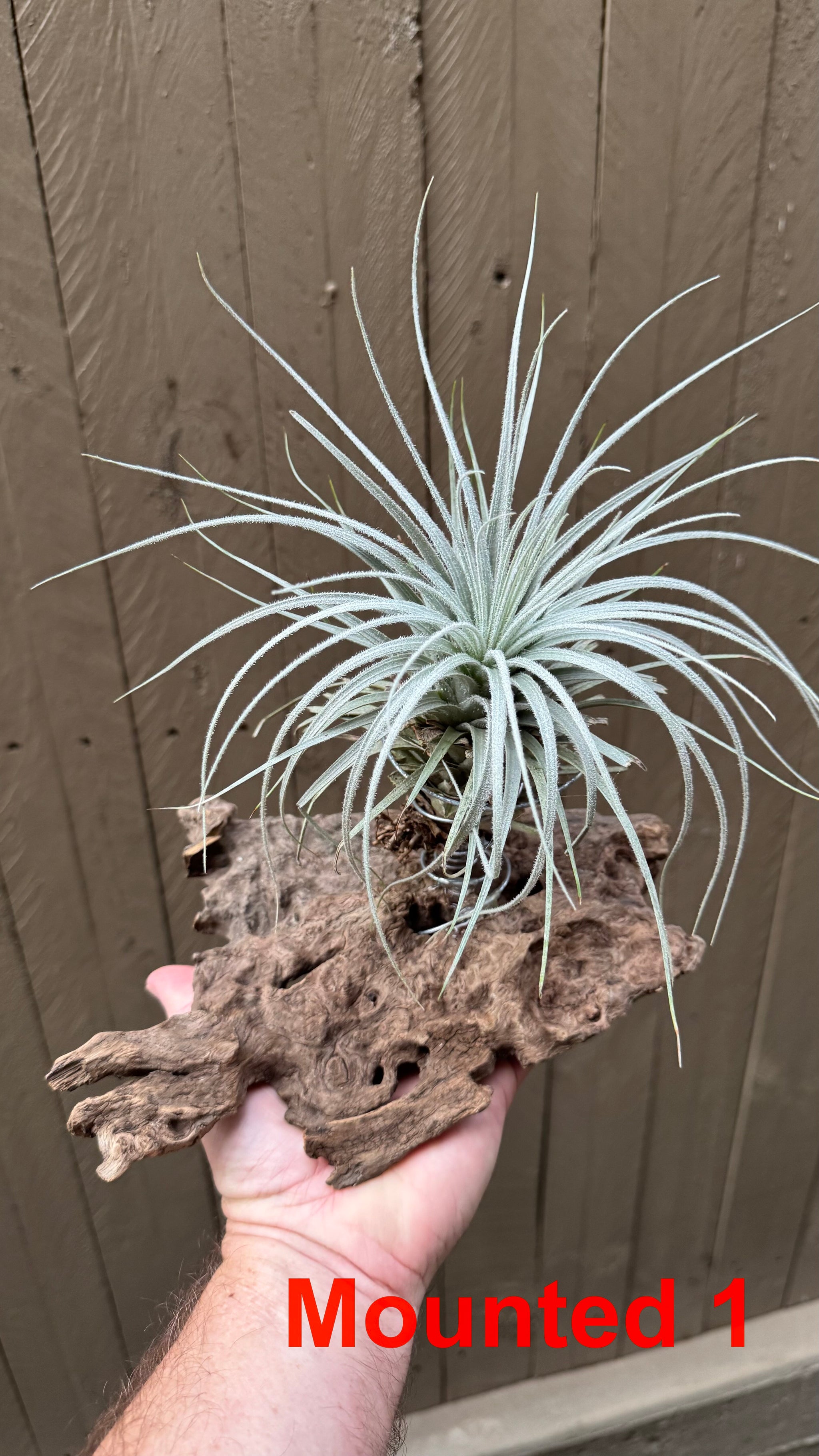 Tillandsia - tectorum