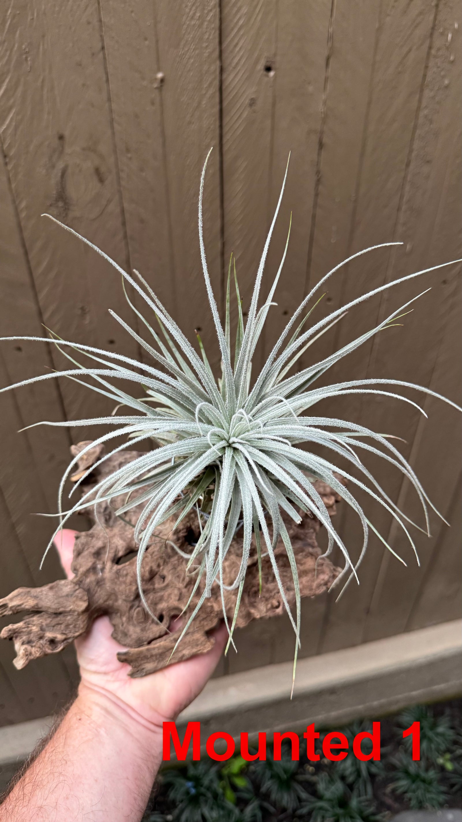 Tillandsia - tectorum
