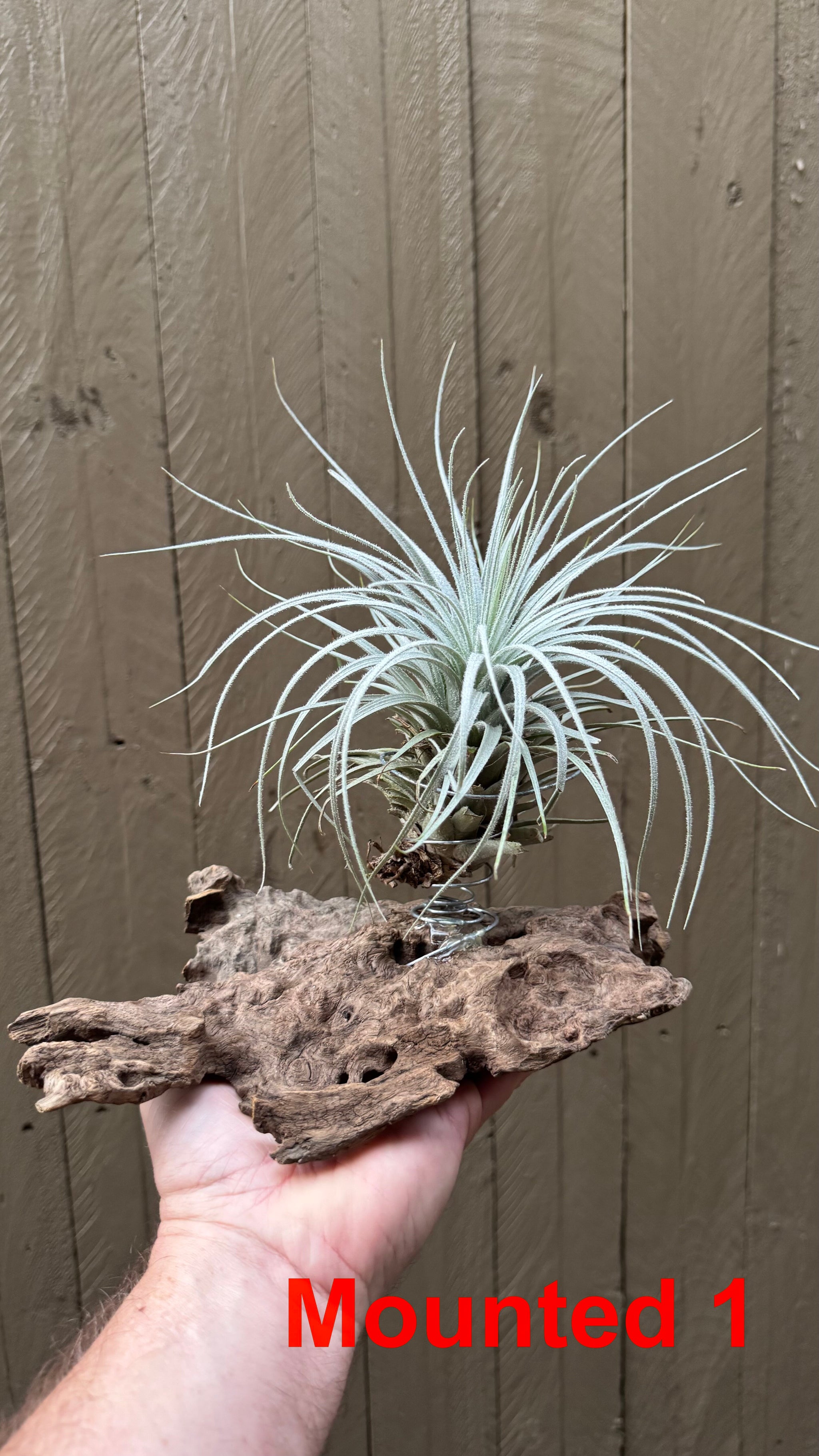 Tillandsia - tectorum
