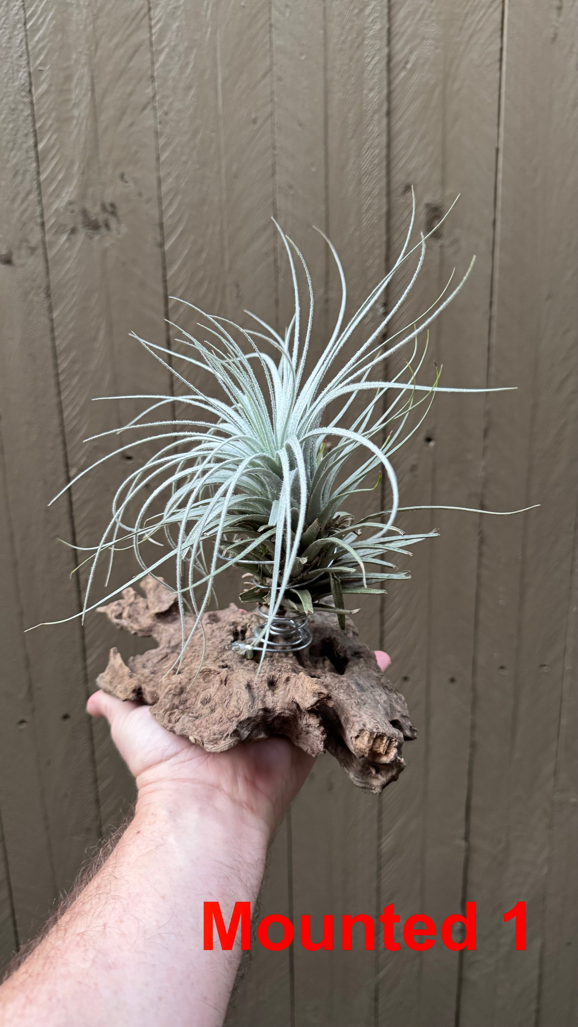 Tillandsia - tectorum