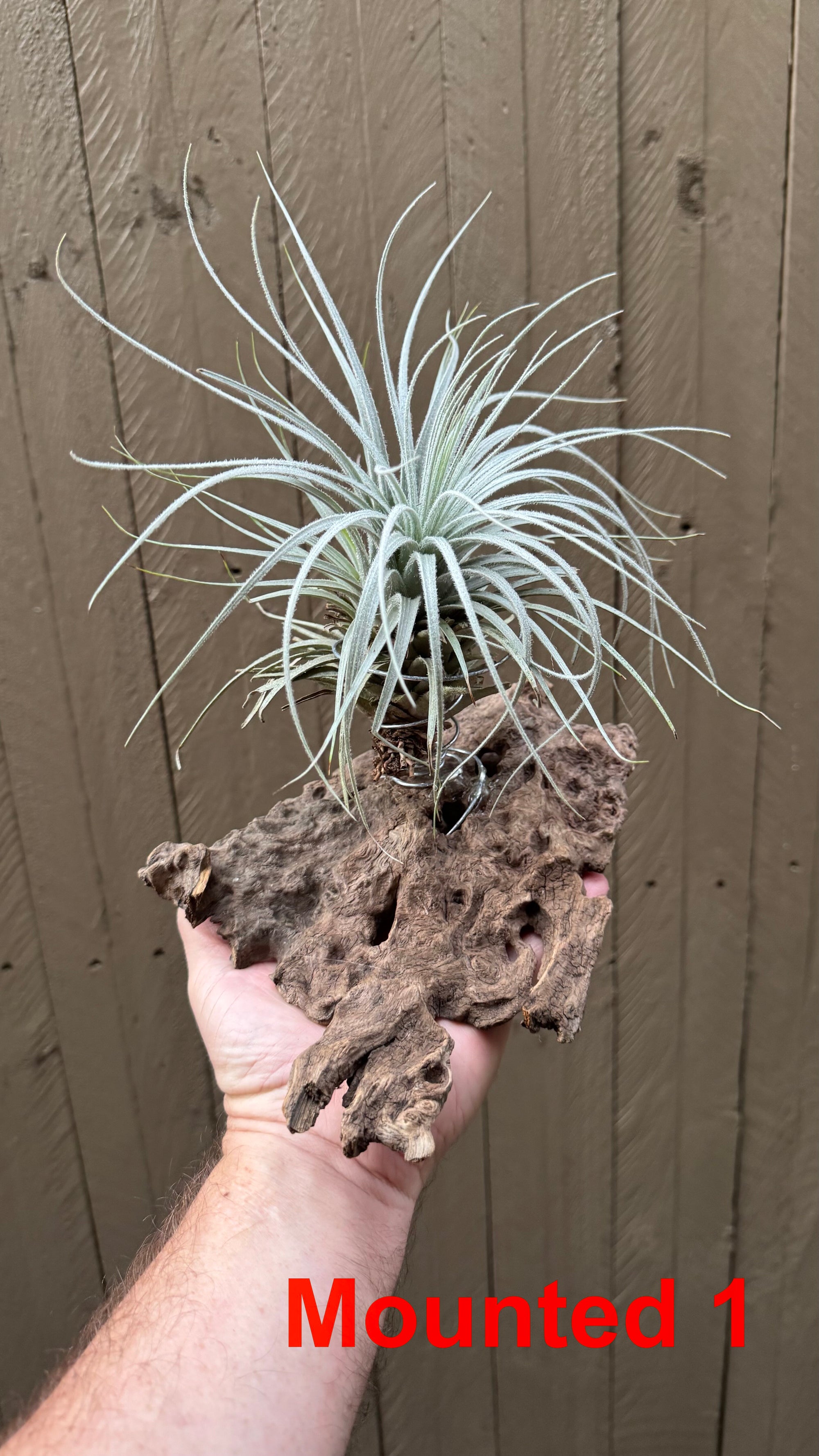 Tillandsia - tectorum