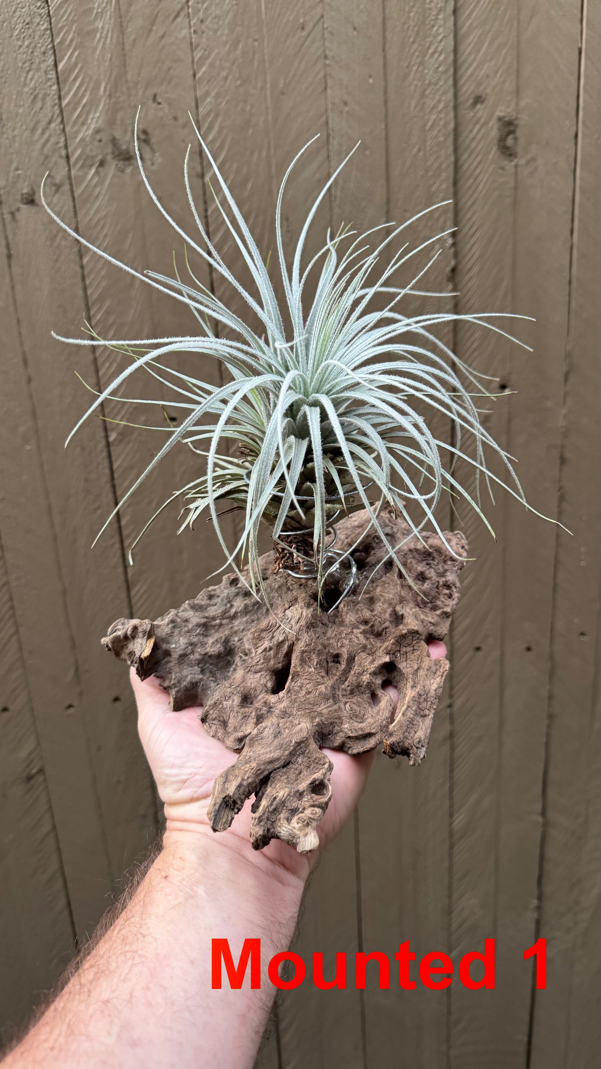 Tillandsia - tectorum