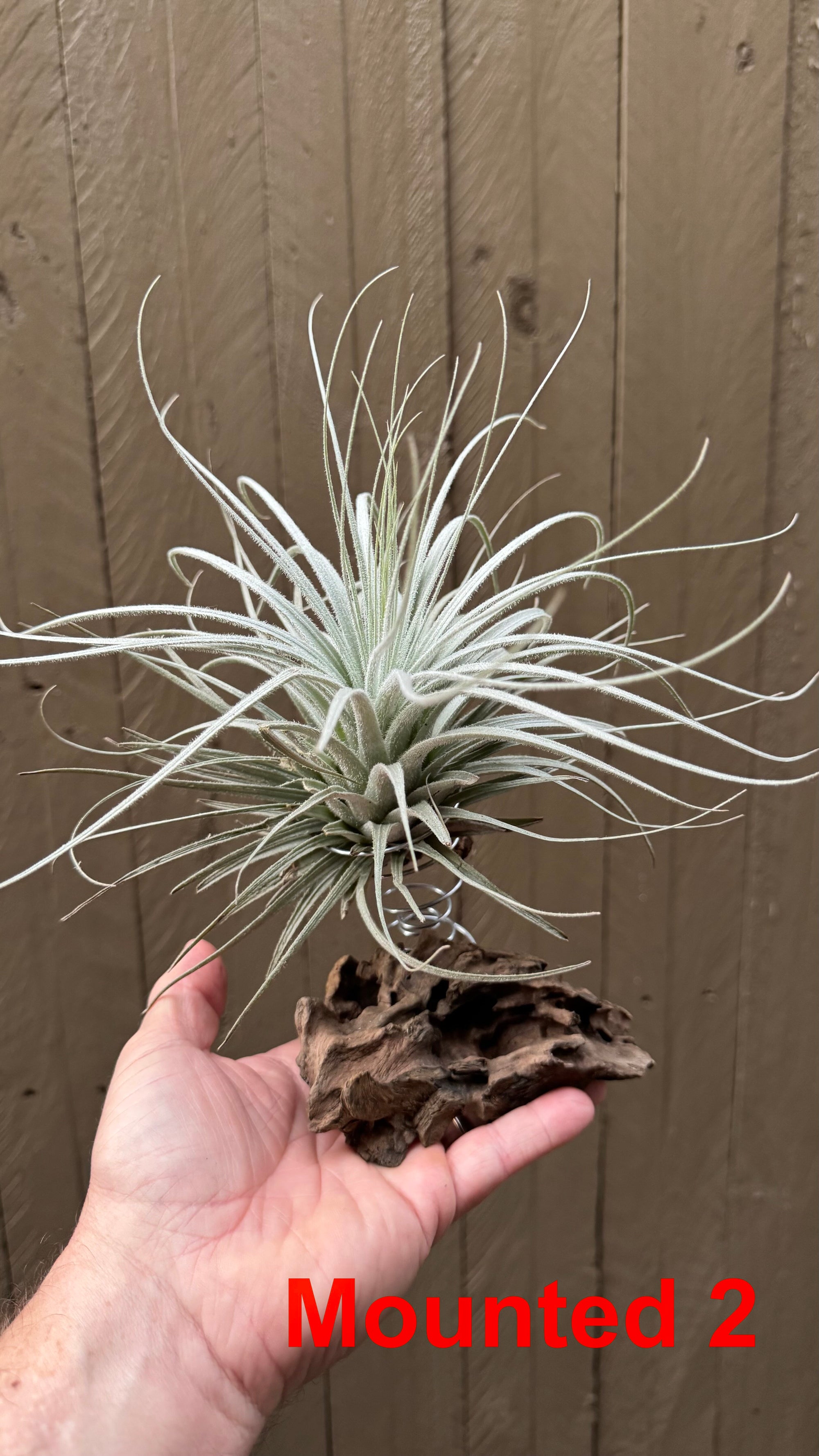 Tillandsia - tectorum