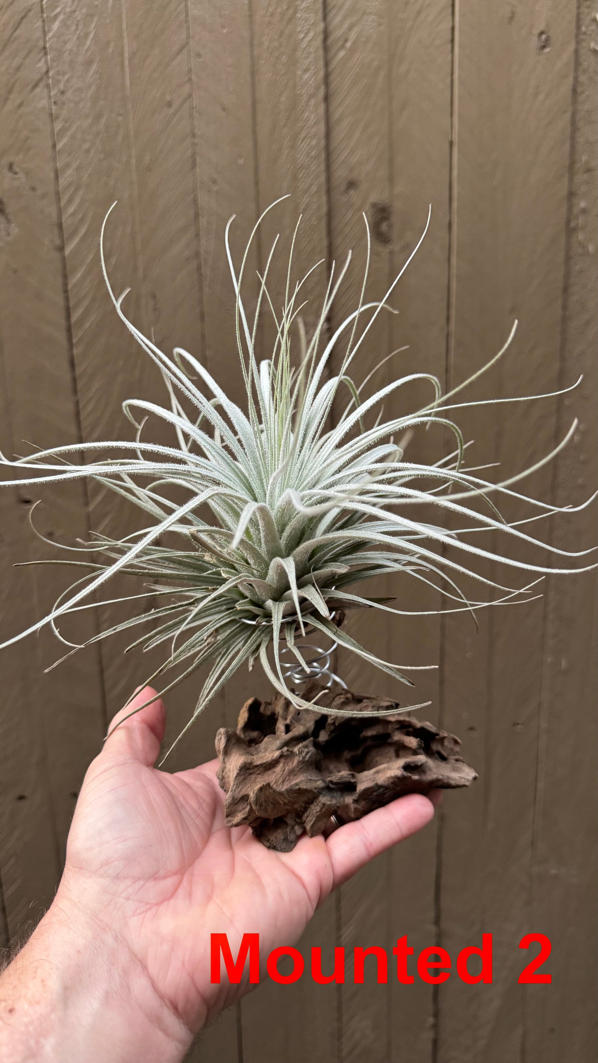 Tillandsia - tectorum
