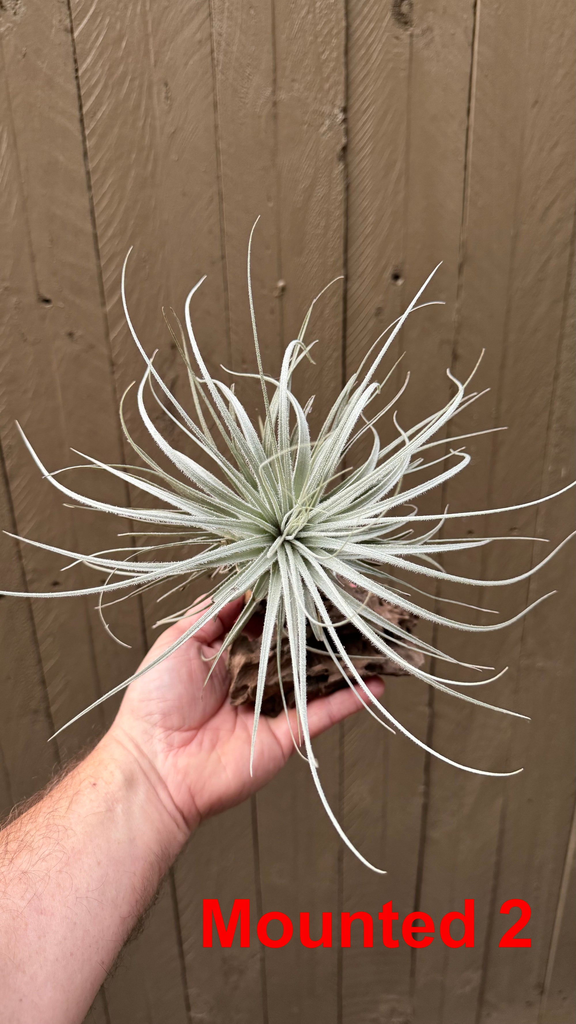 Tillandsia - tectorum