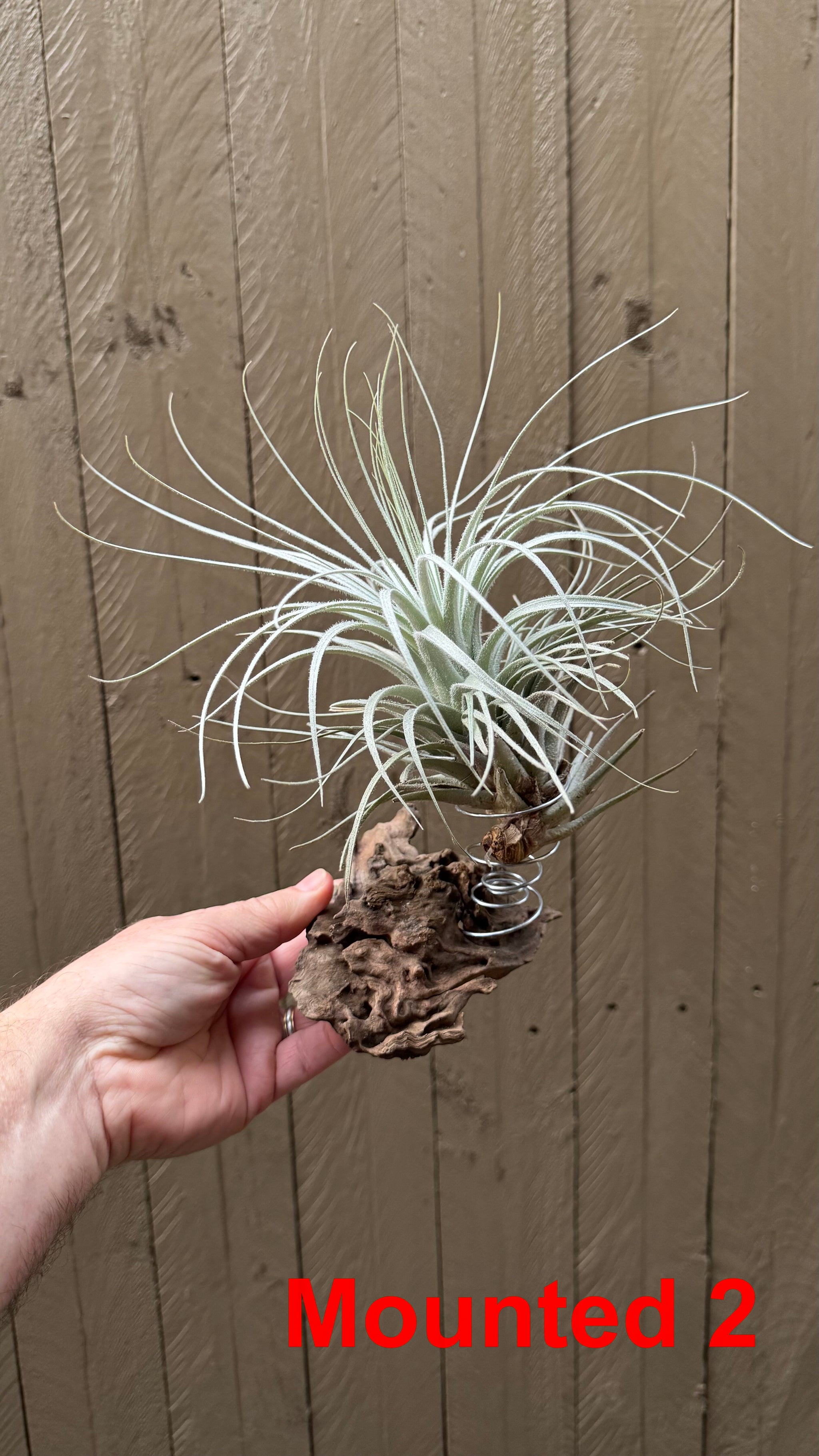 Tillandsia - tectorum