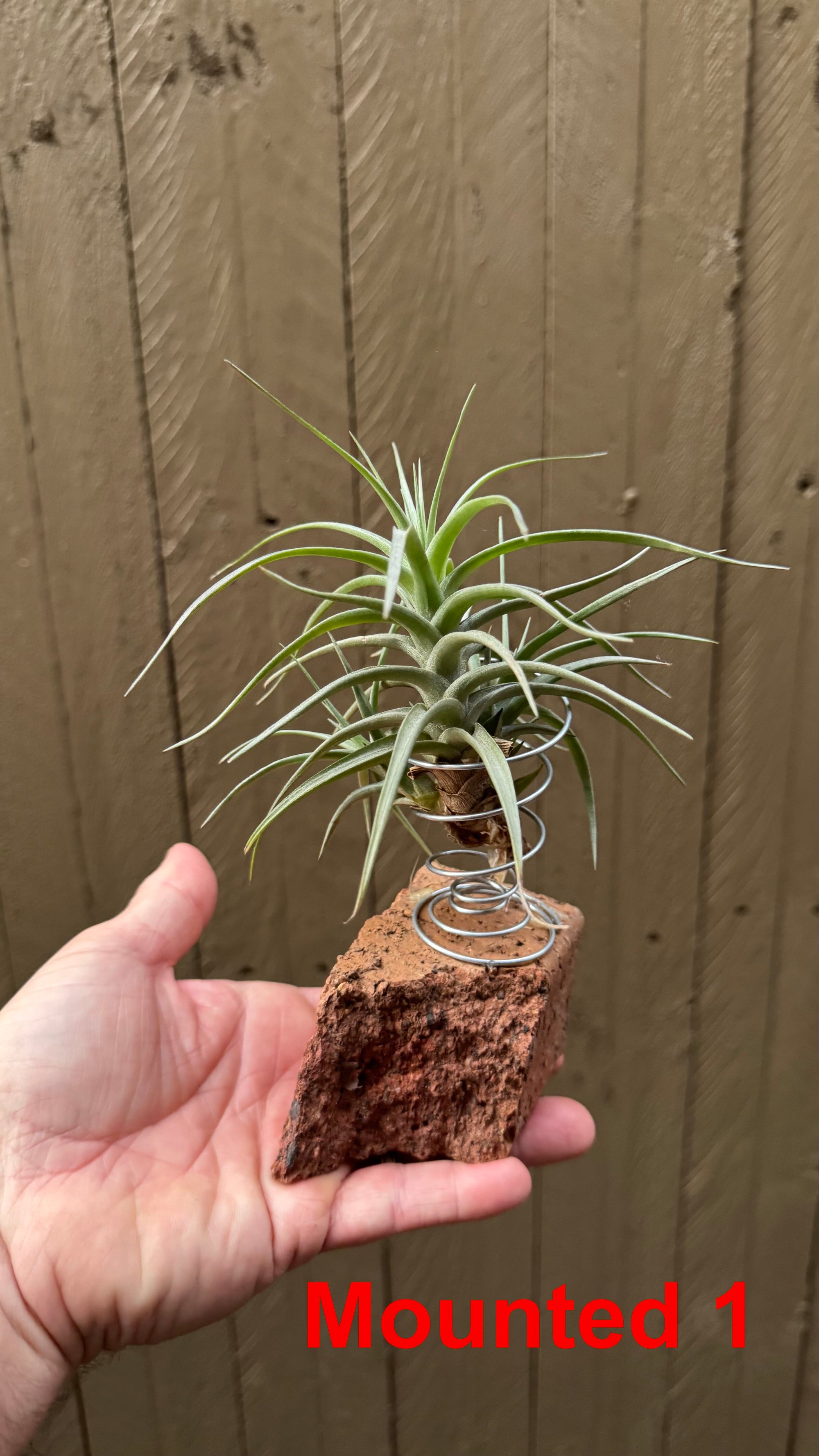 Tillandsia bergeri