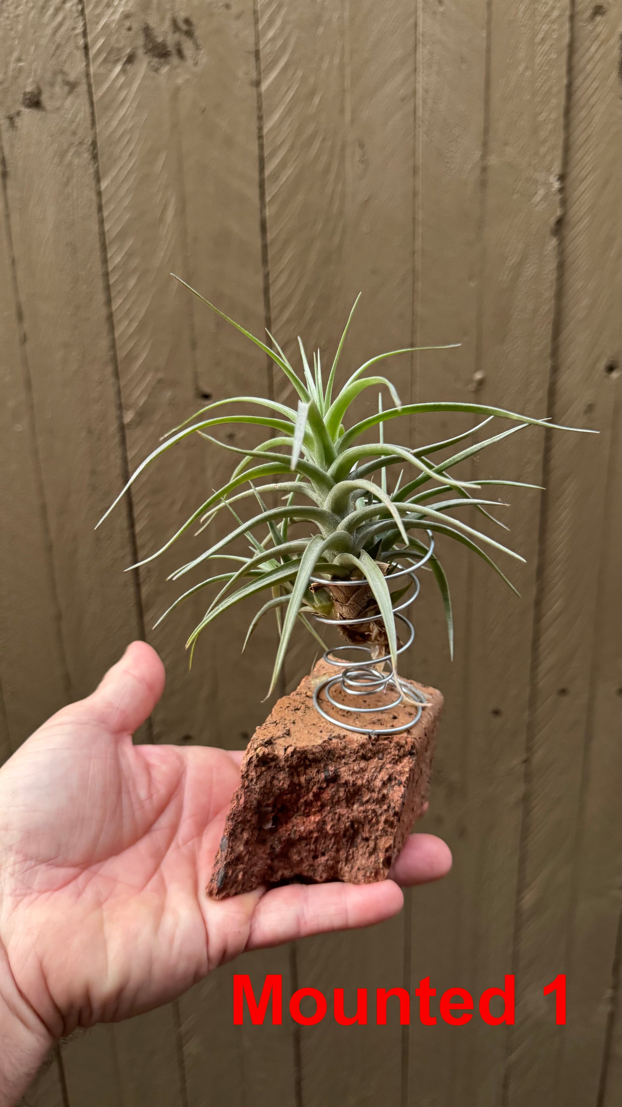 Tillandsia bergeri