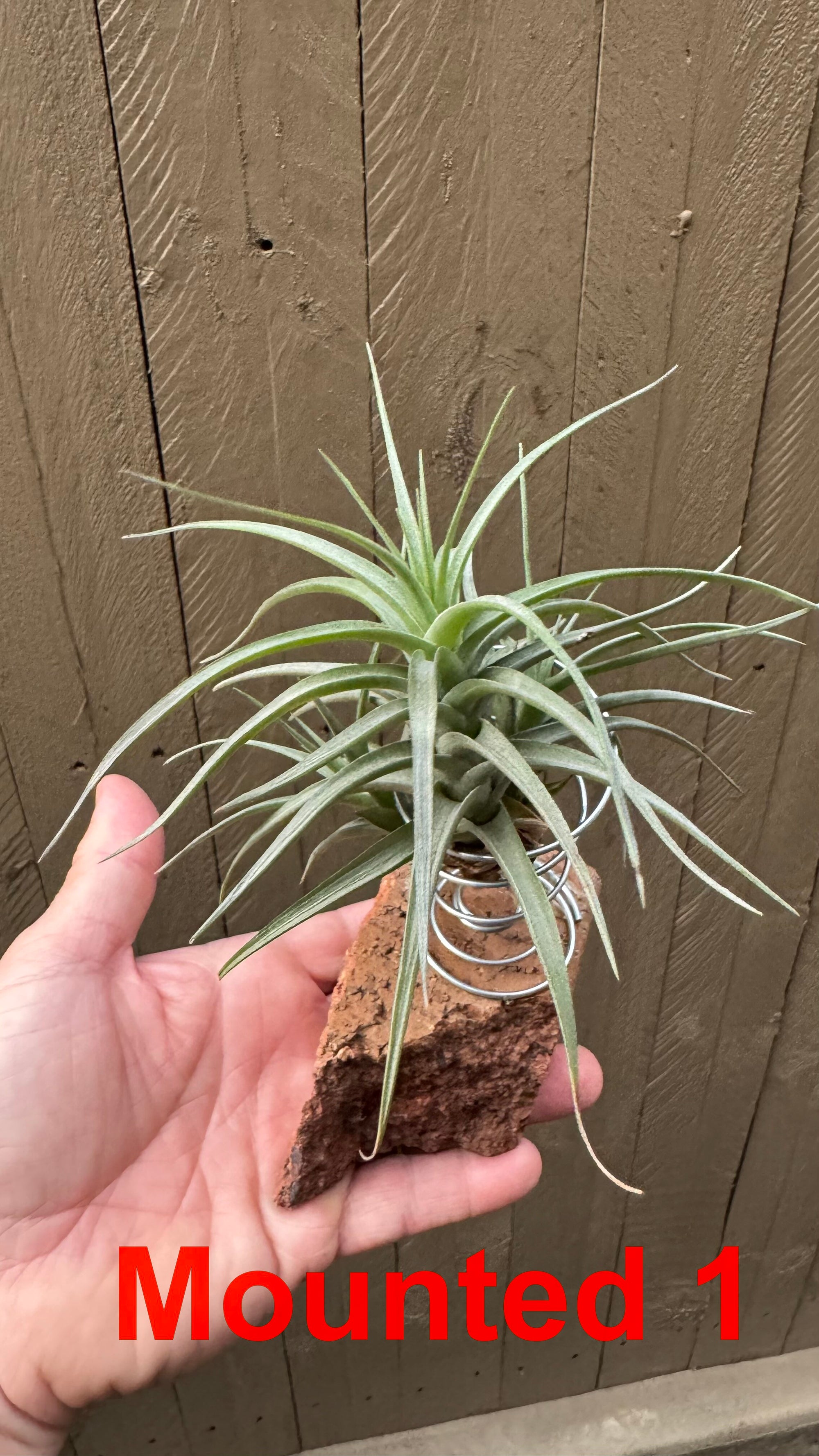 Tillandsia bergeri