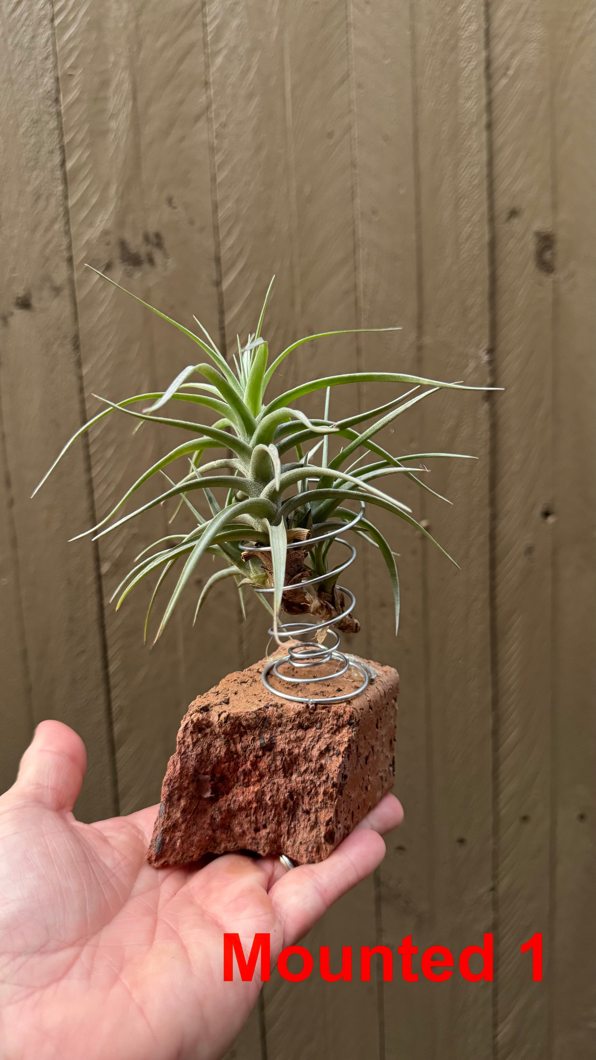 Tillandsia bergeri