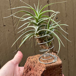 Tillandsia bergeri