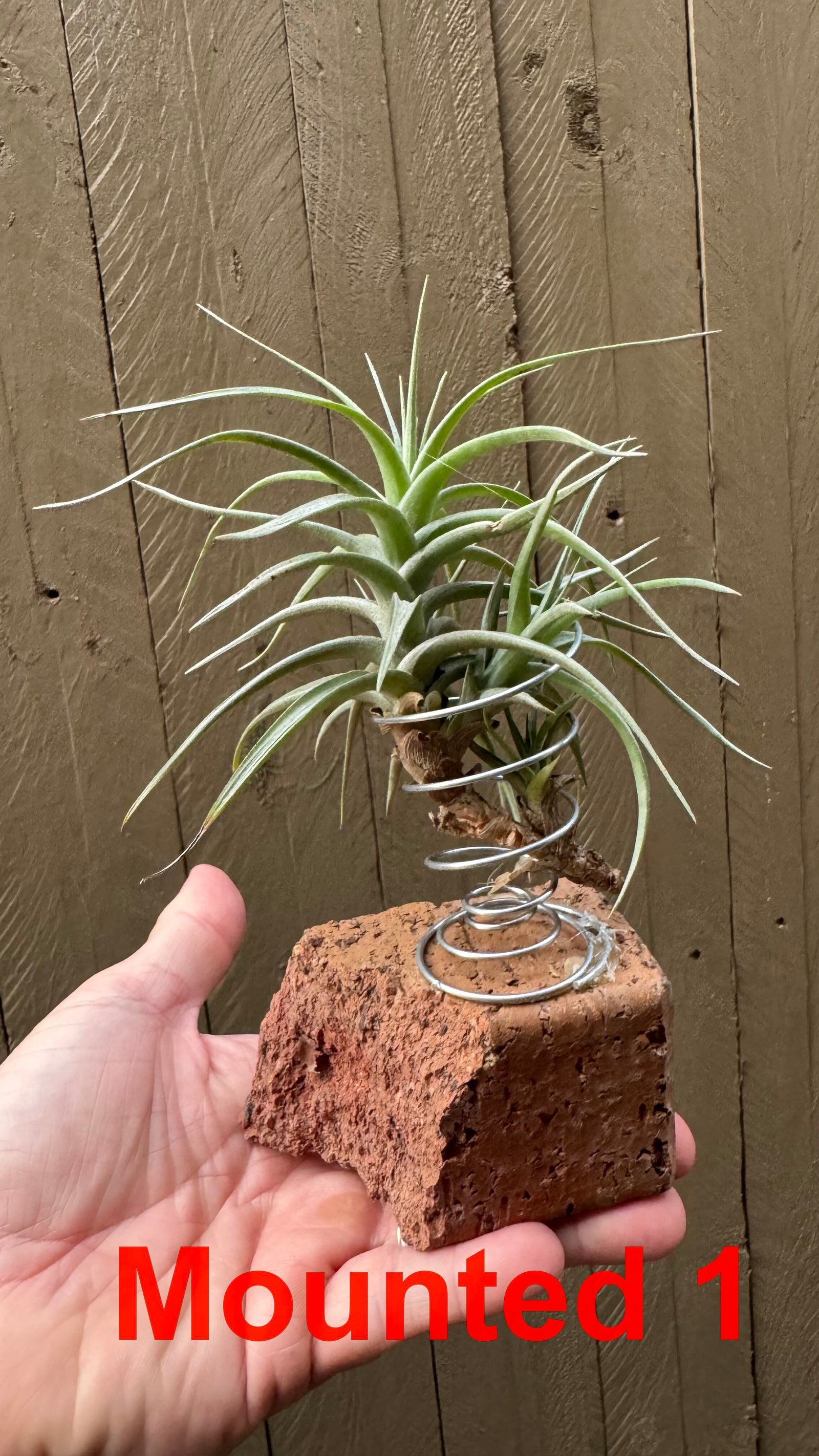 Tillandsia bergeri