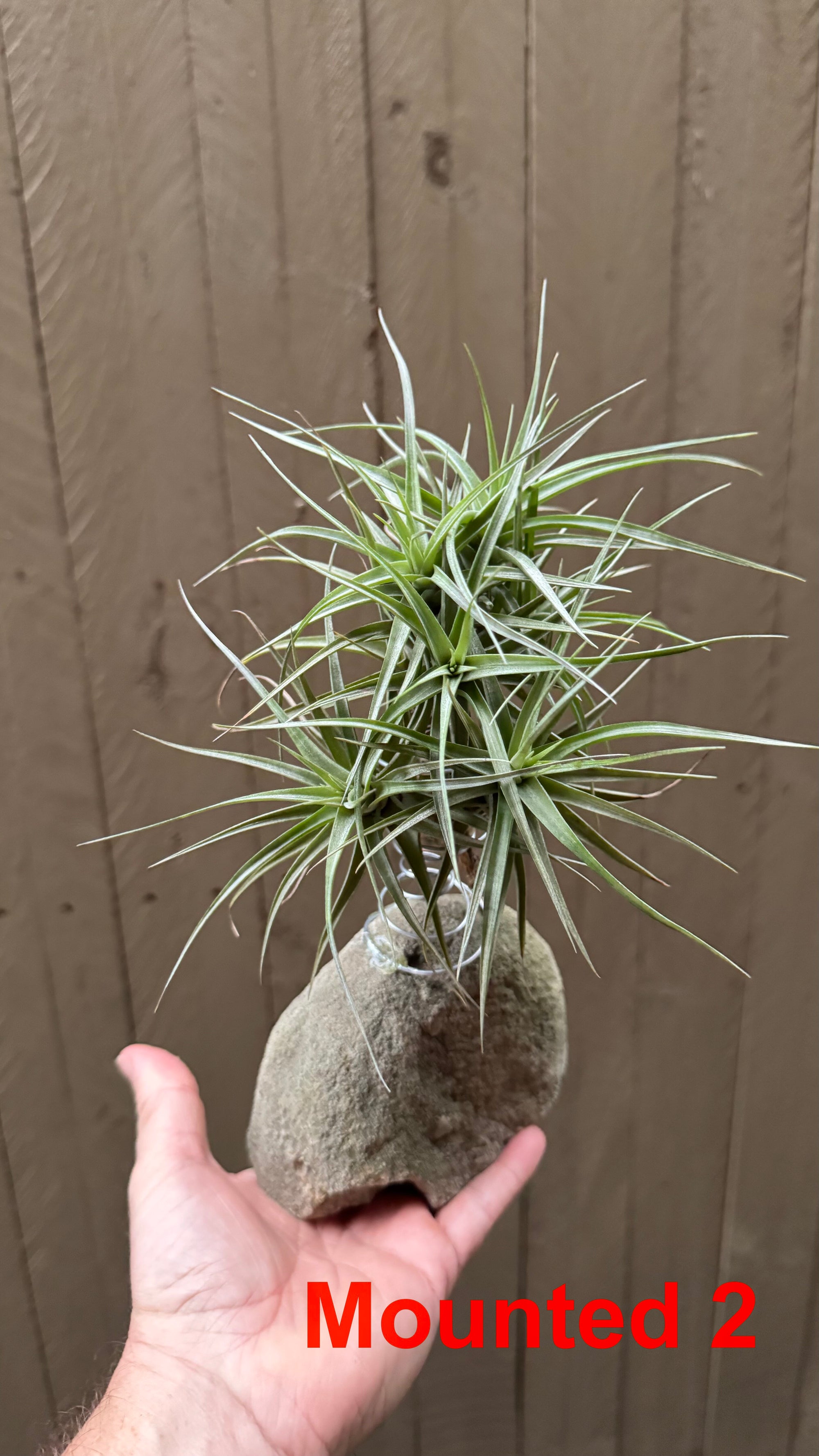 Tillandsia bergeri