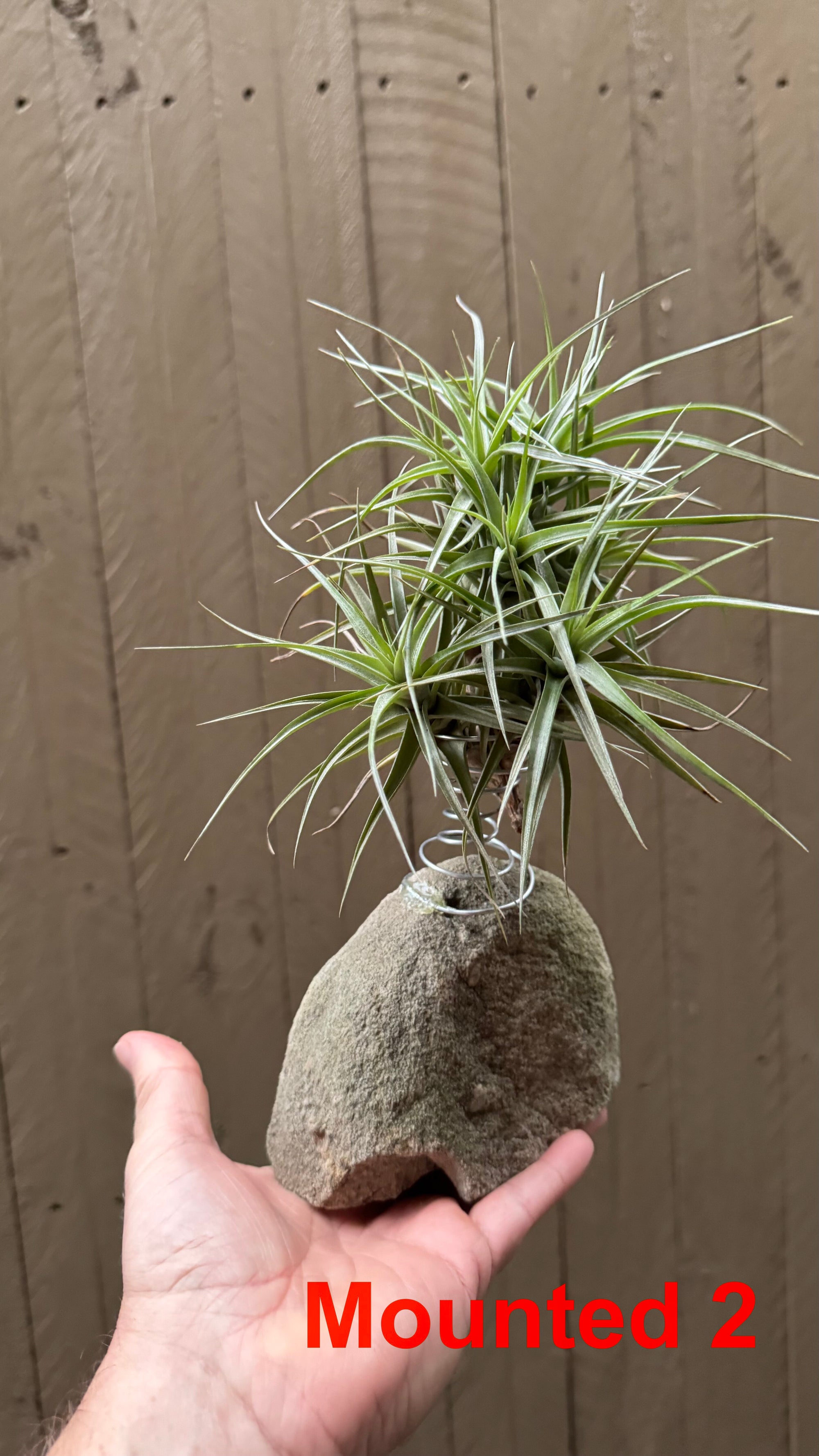 Tillandsia bergeri
