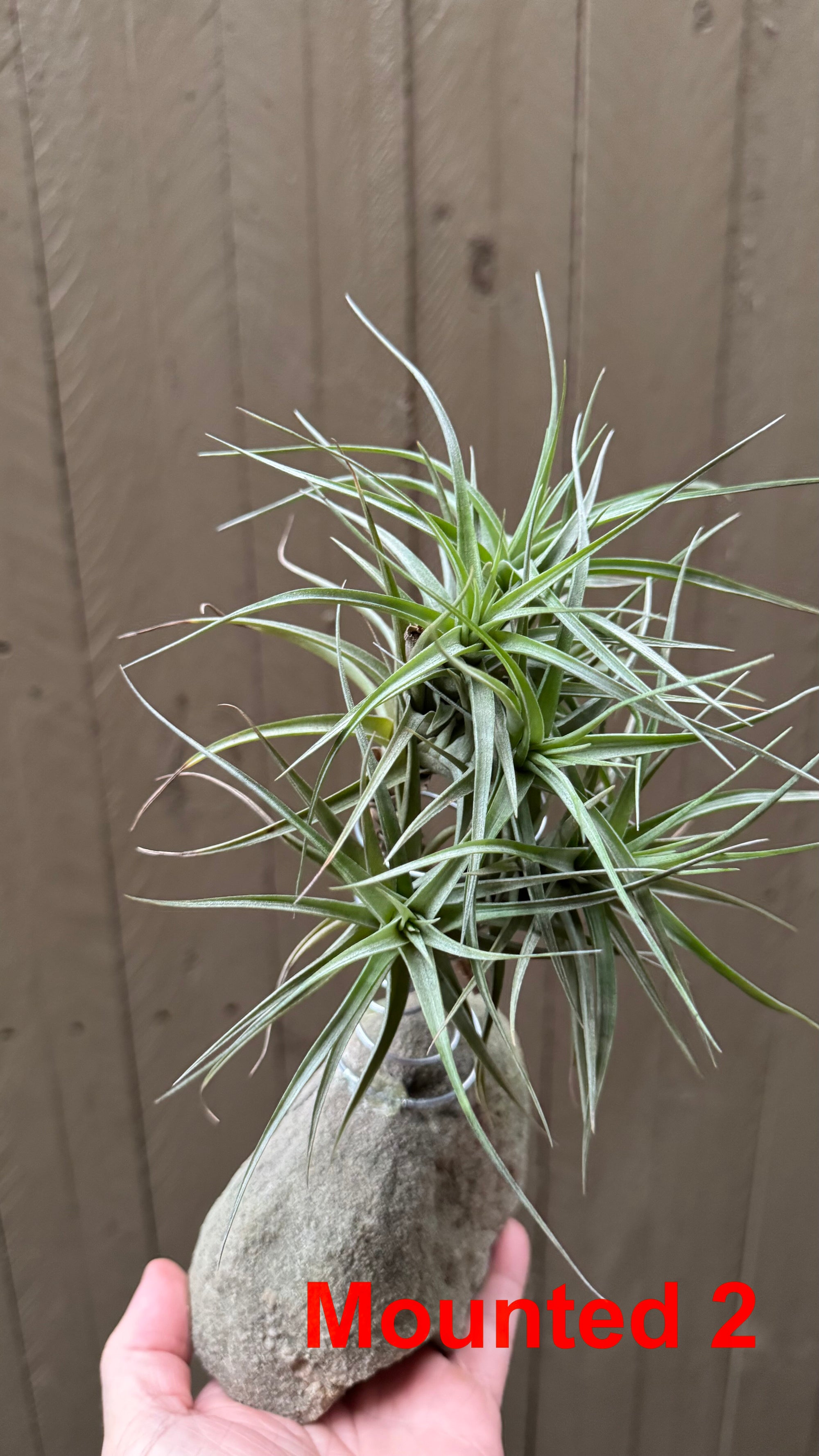 Tillandsia bergeri