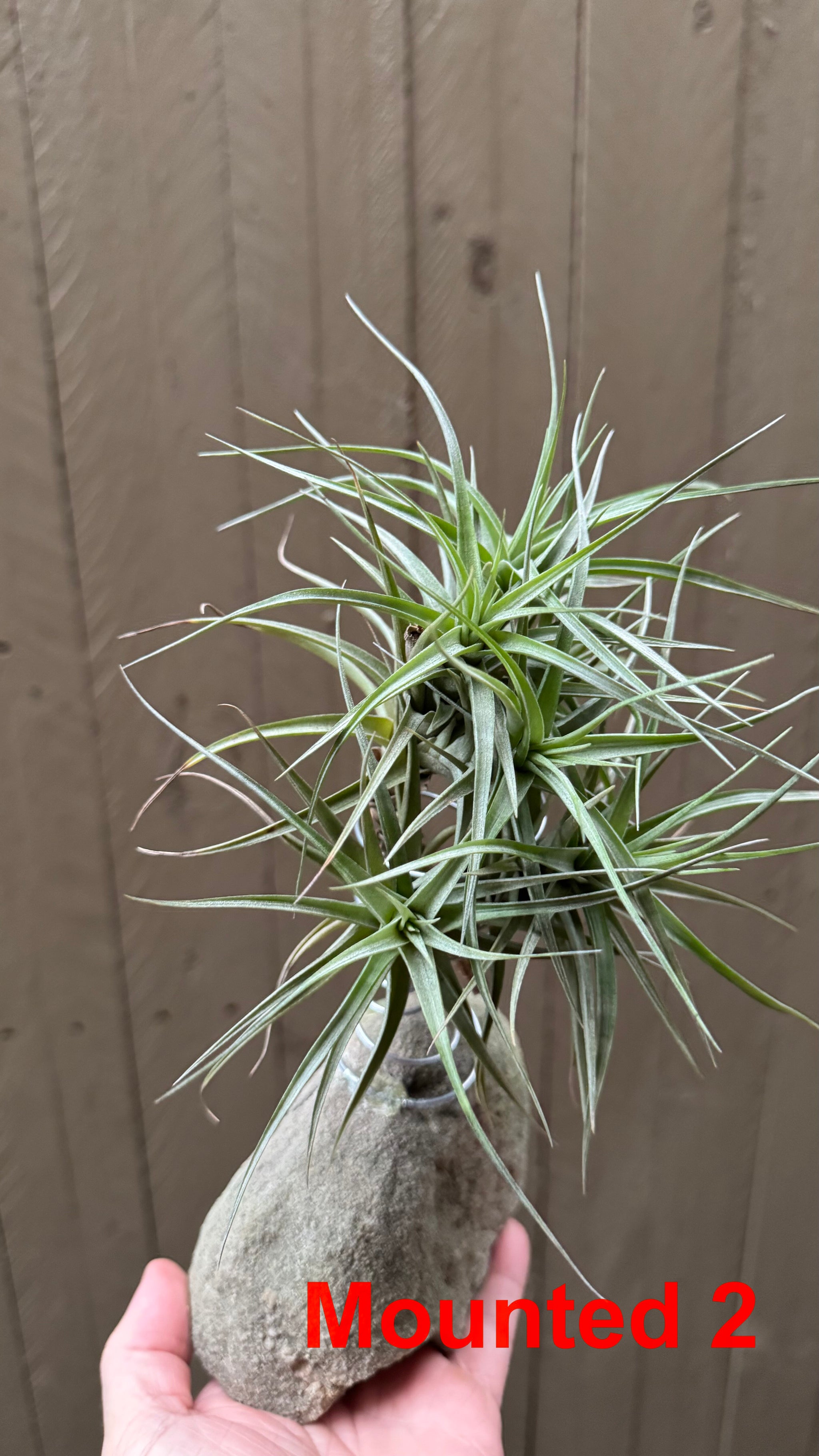 Tillandsia bergeri