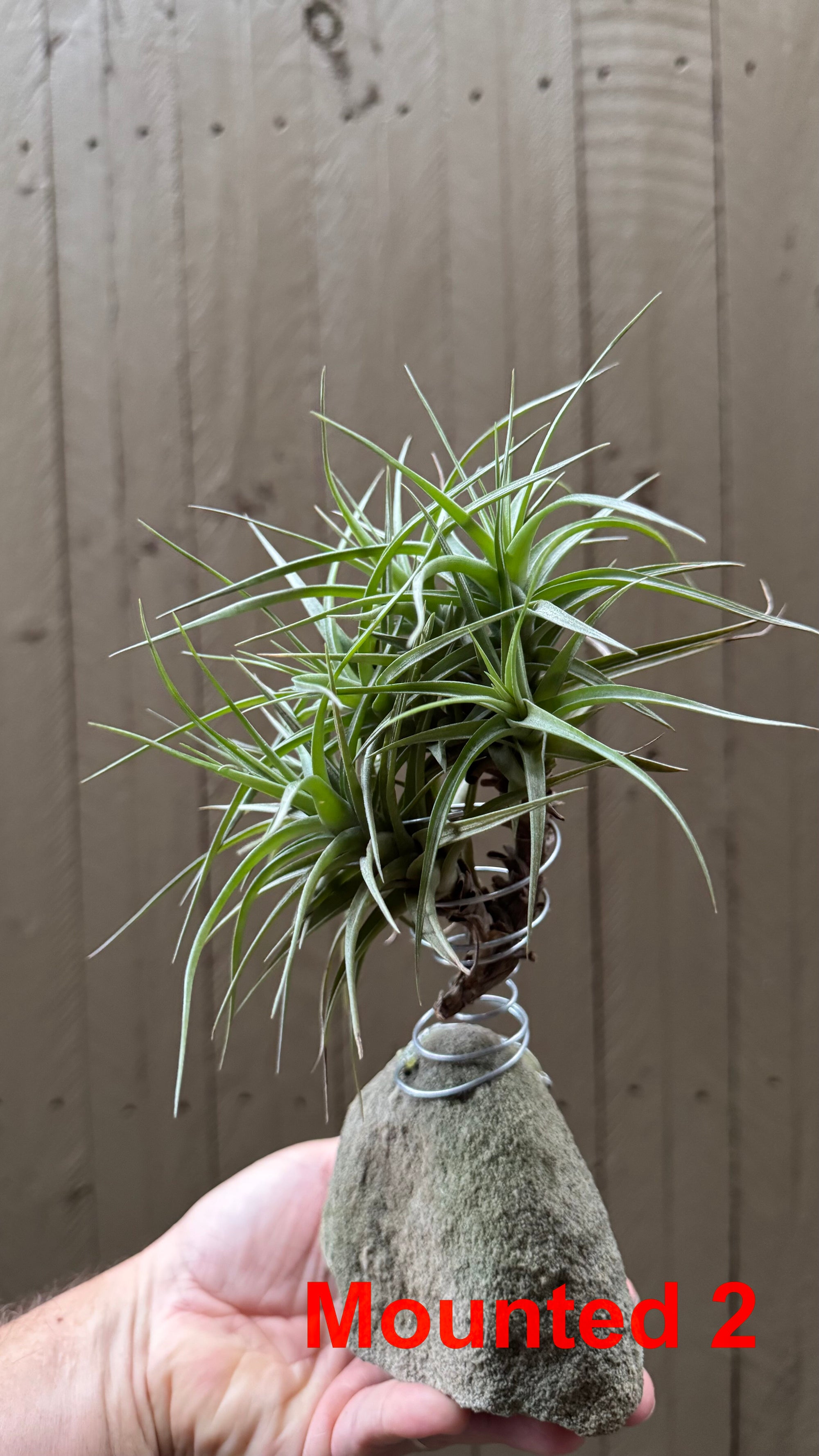 Tillandsia bergeri