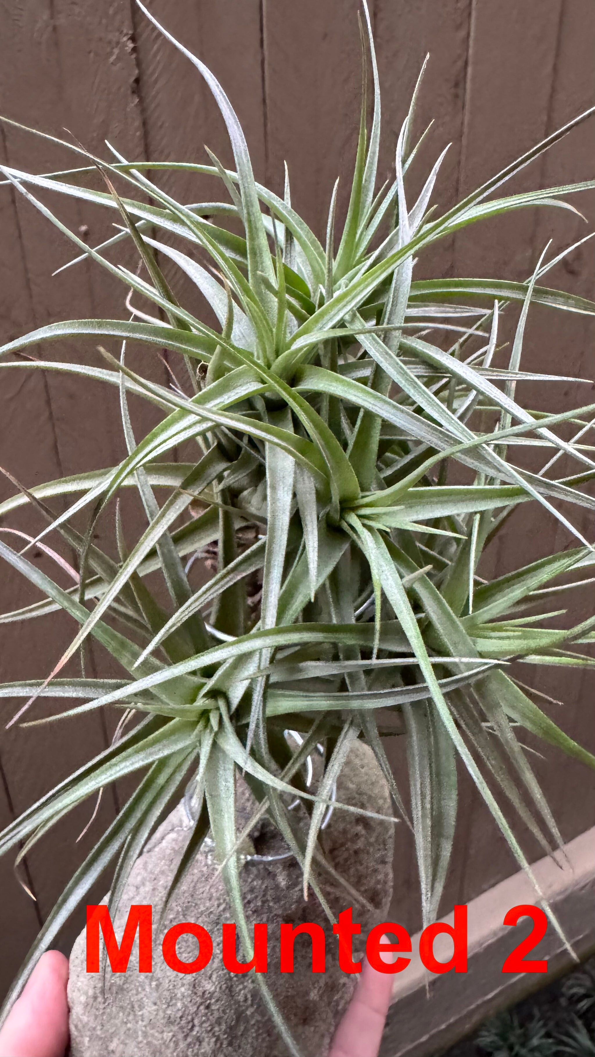 Tillandsia bergeri