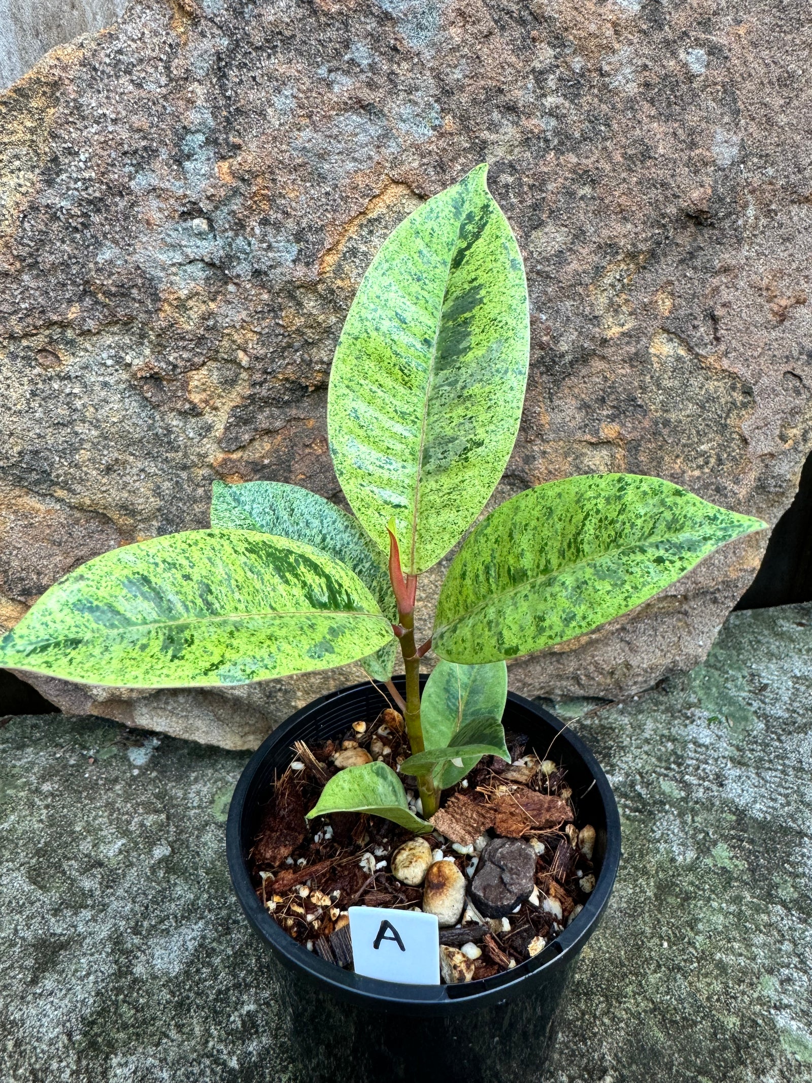 Ficus Shivereana A