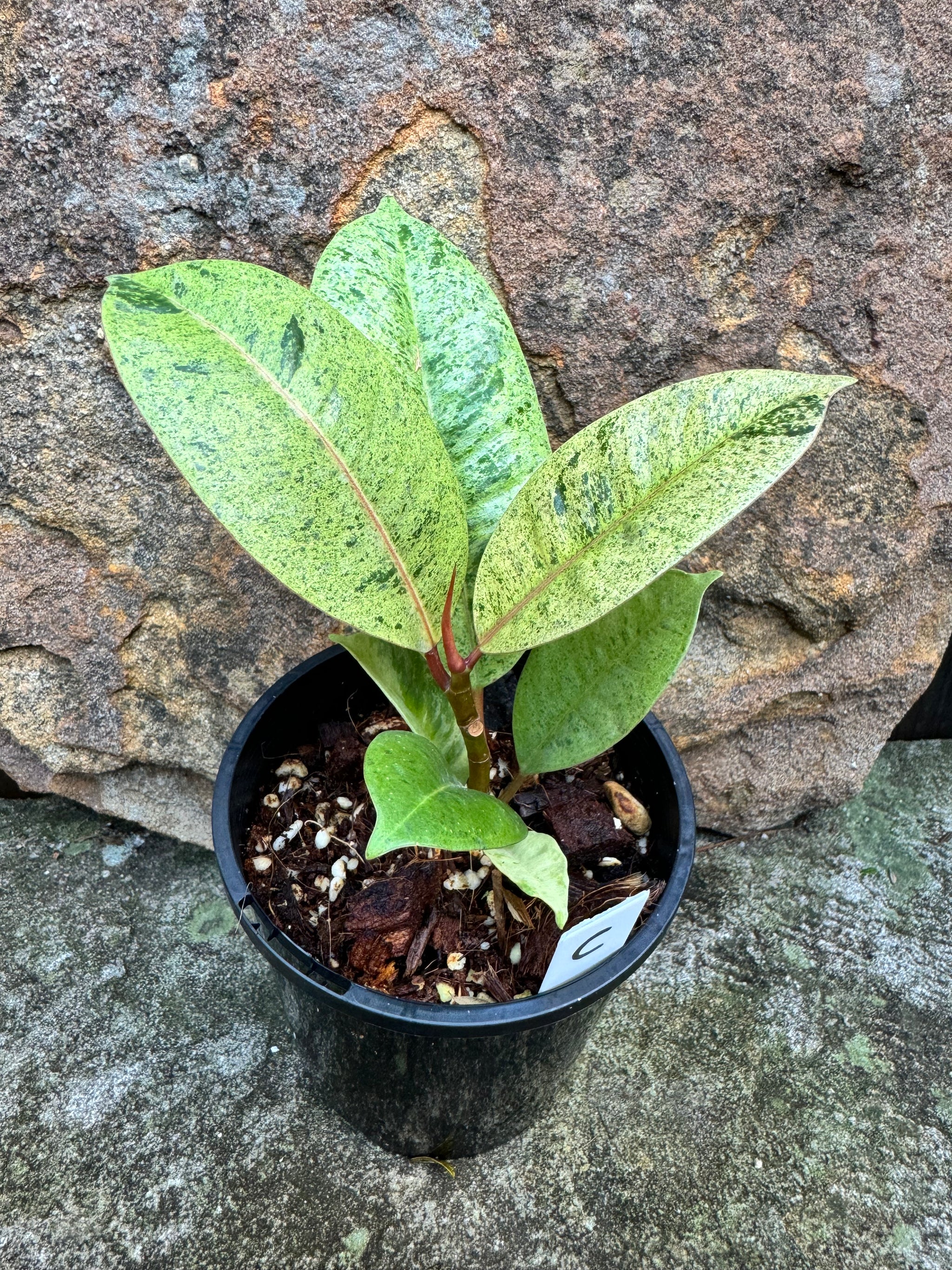 Ficus Shivereana C