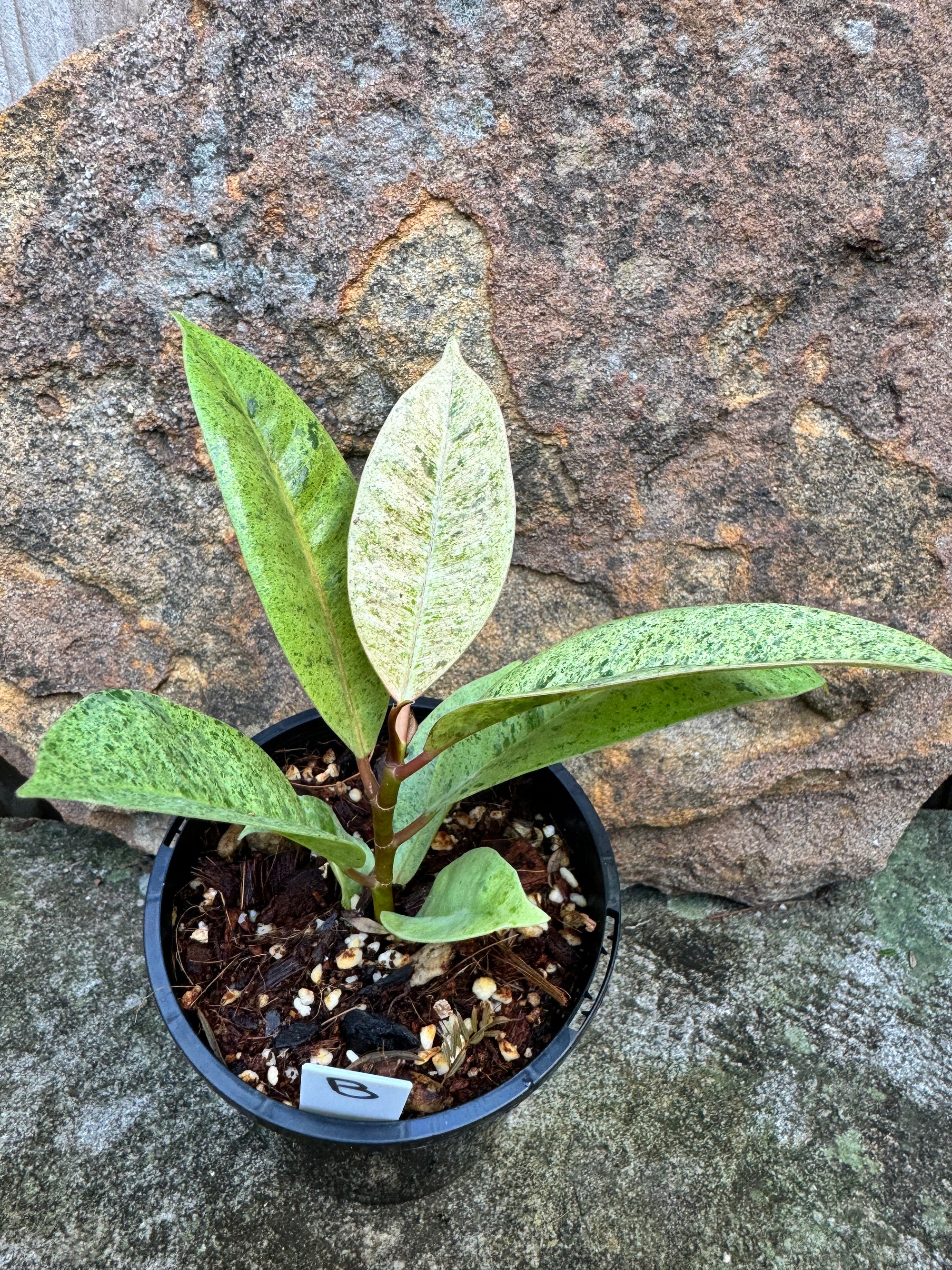 Ficus Shivereana B