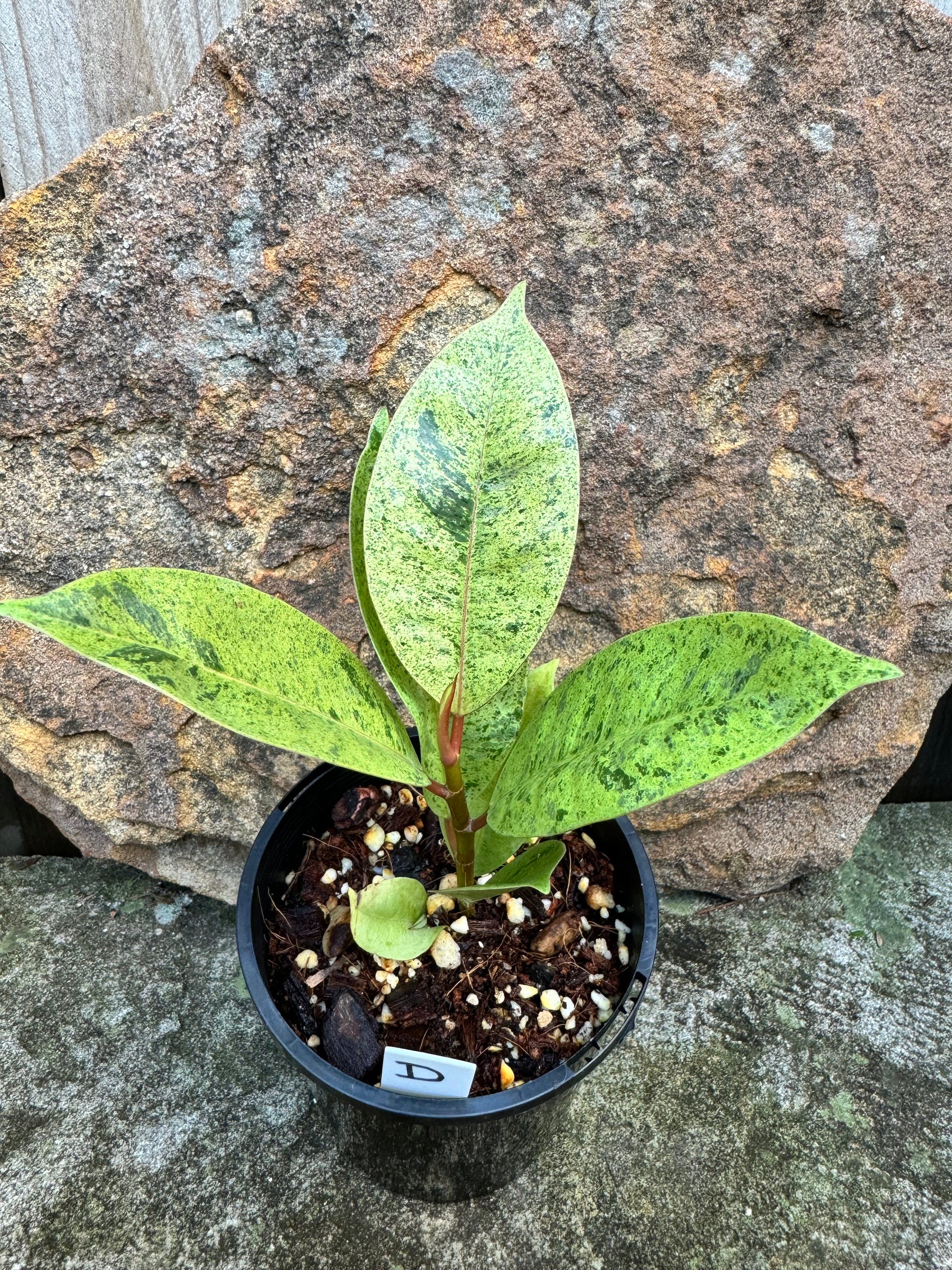 Ficus Shivereana D