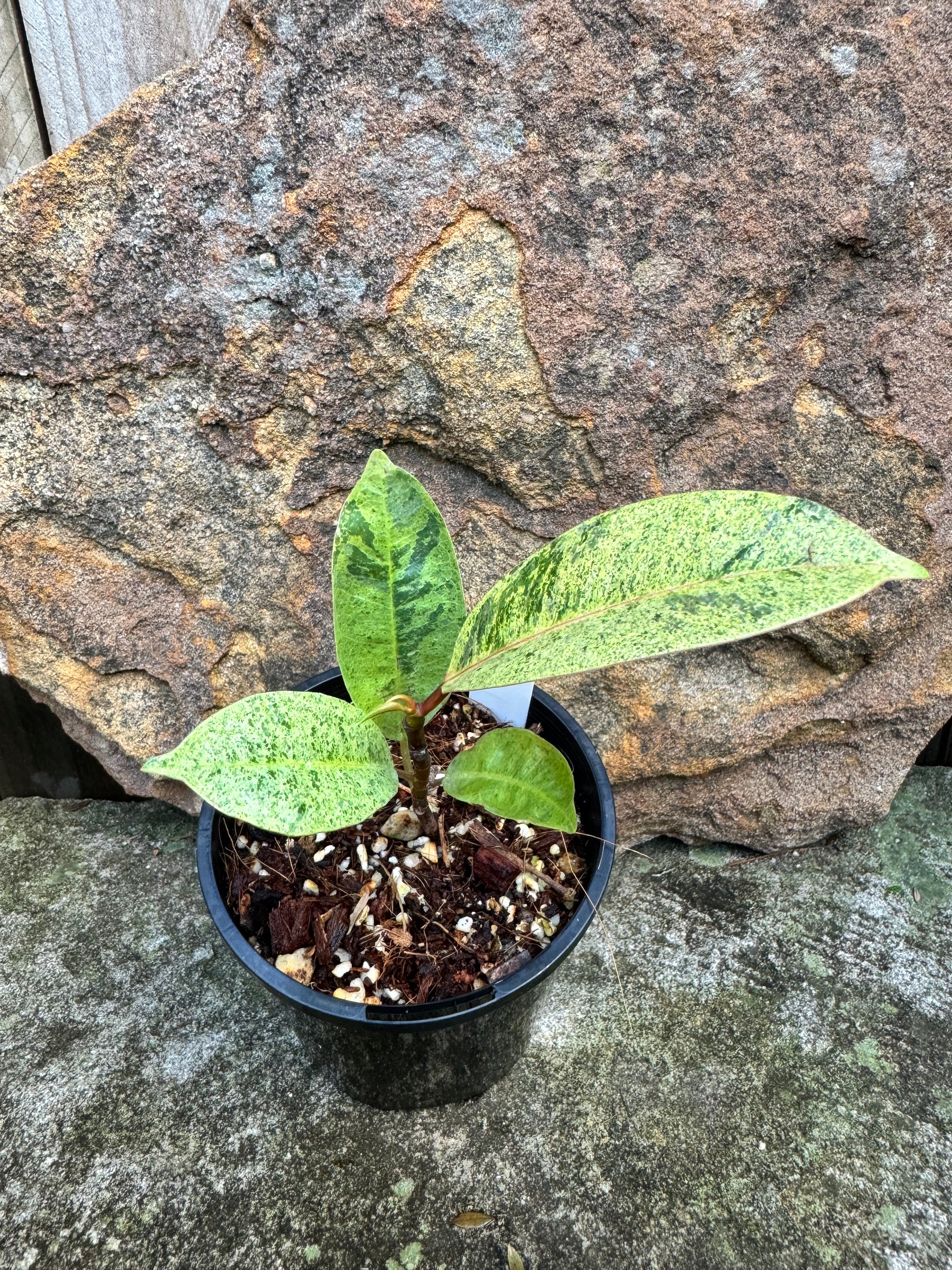 Ficus Shivereana