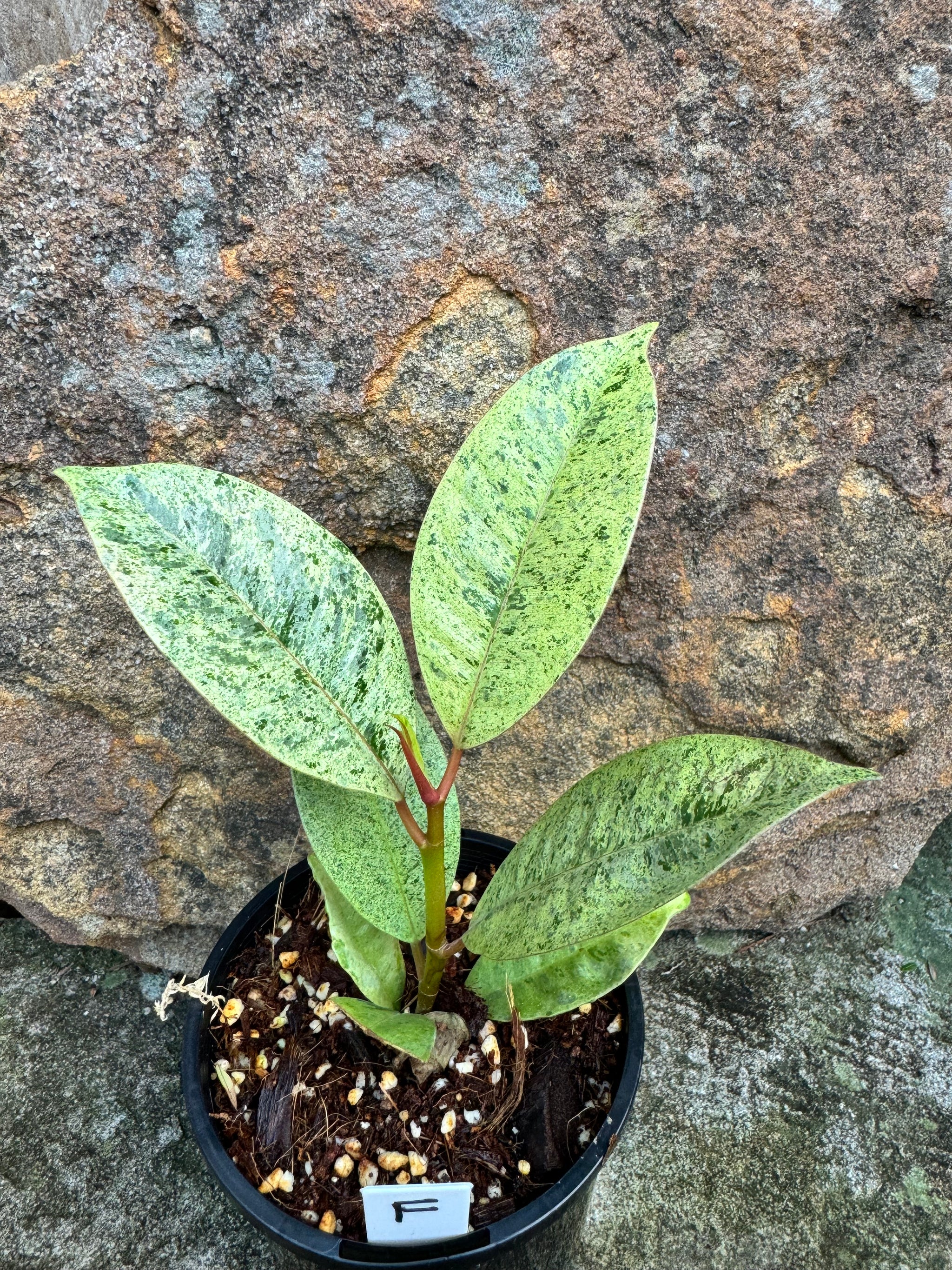 Ficus Shivereana F