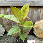 Ficus Shivereana Large Plant A