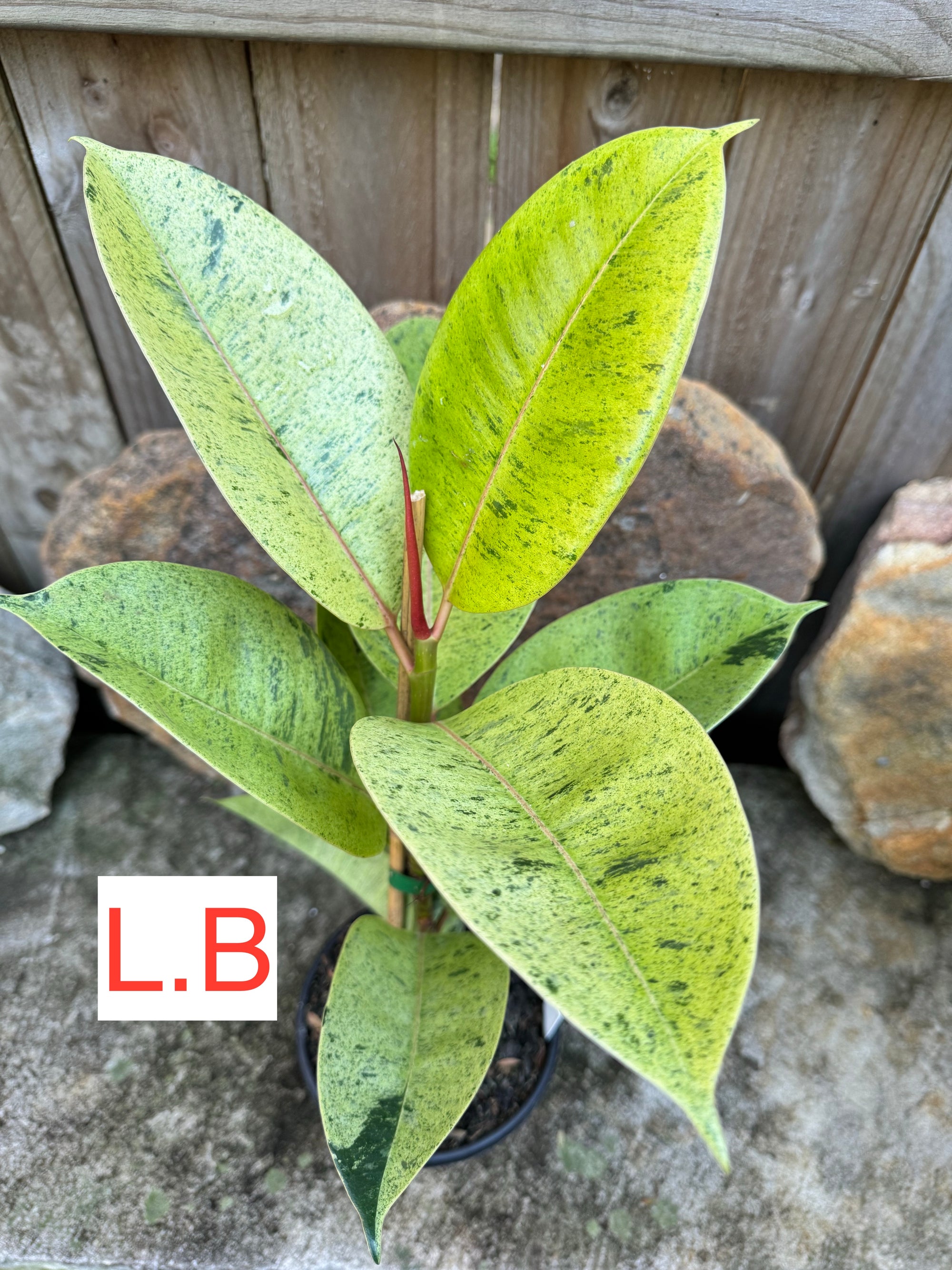 Ficus Shivereana Large Plant B