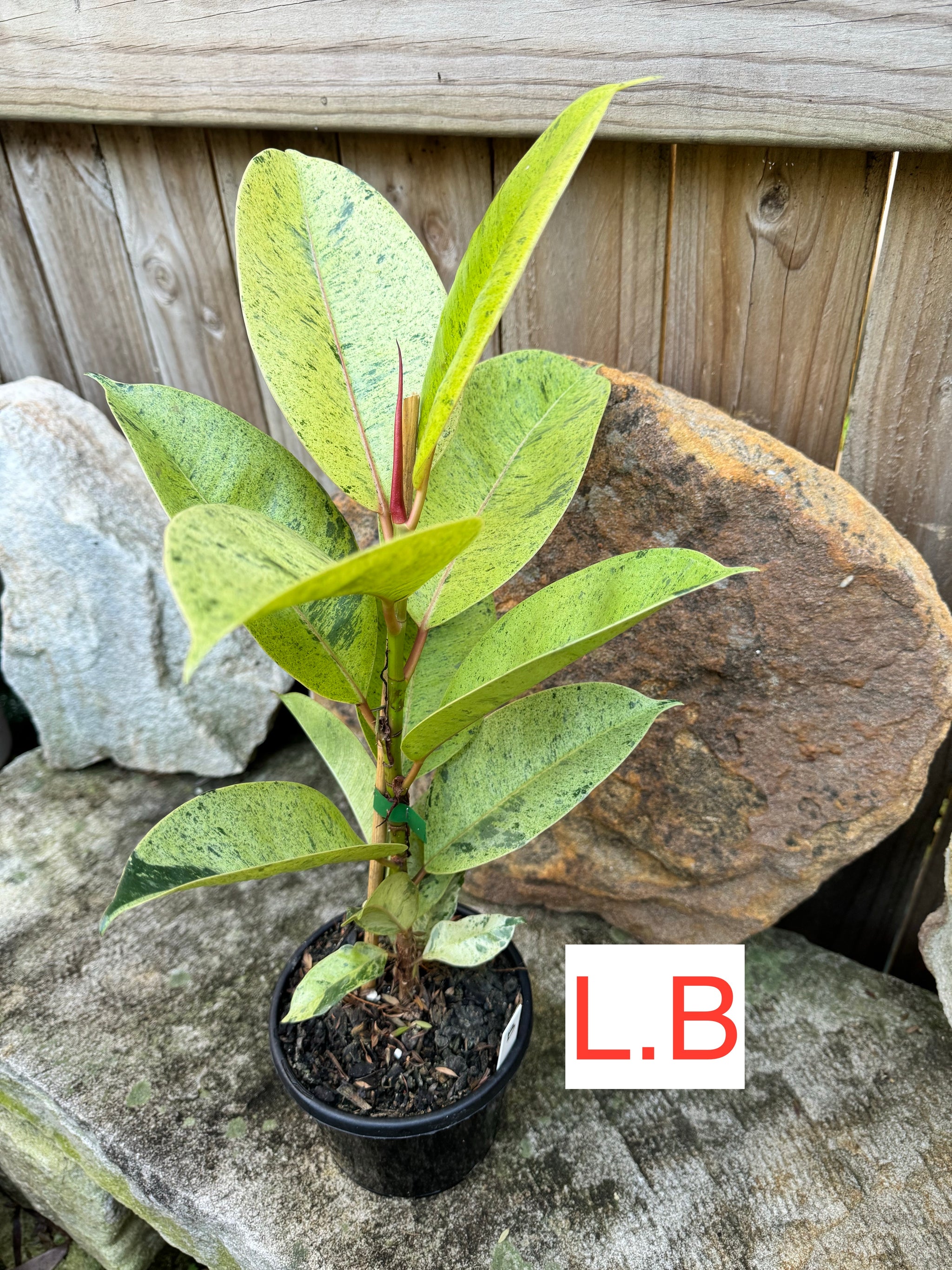 Ficus Shivereana Large Plant B