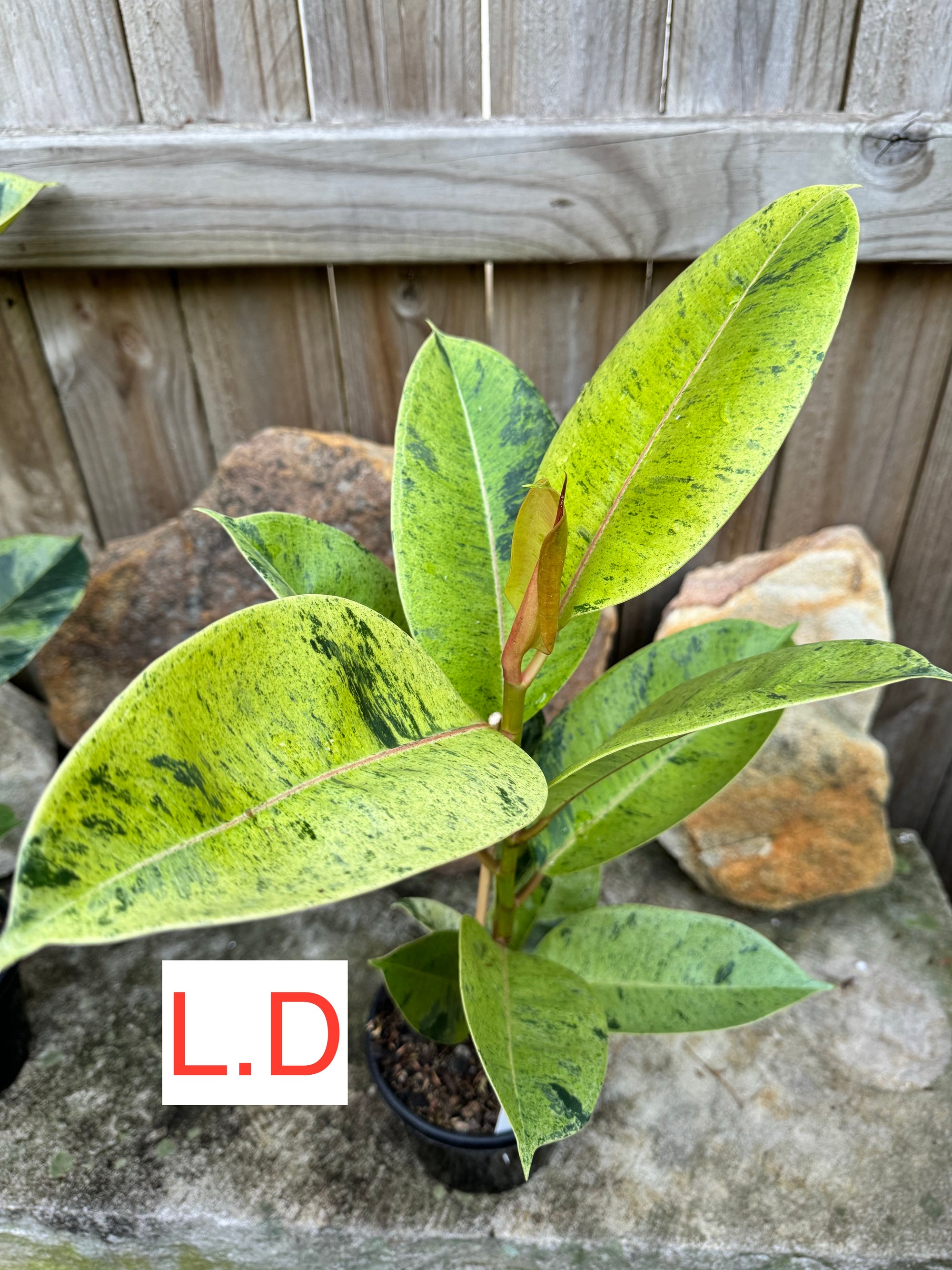 Ficus Shivereana Large Plant D