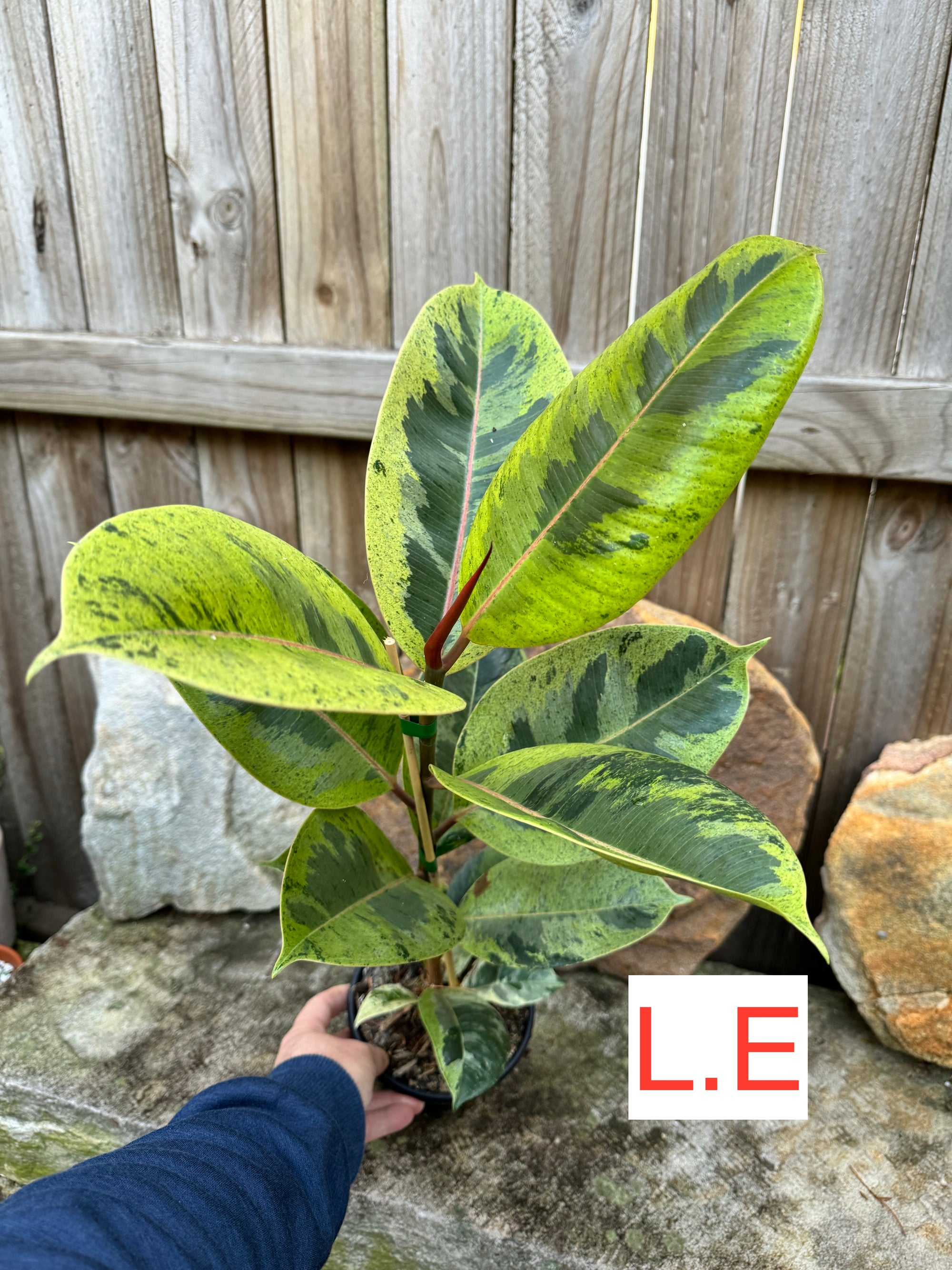 Ficus Shivereana Large Plant E