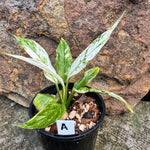 Spathiphyllum 'White Blizzard' Plant A