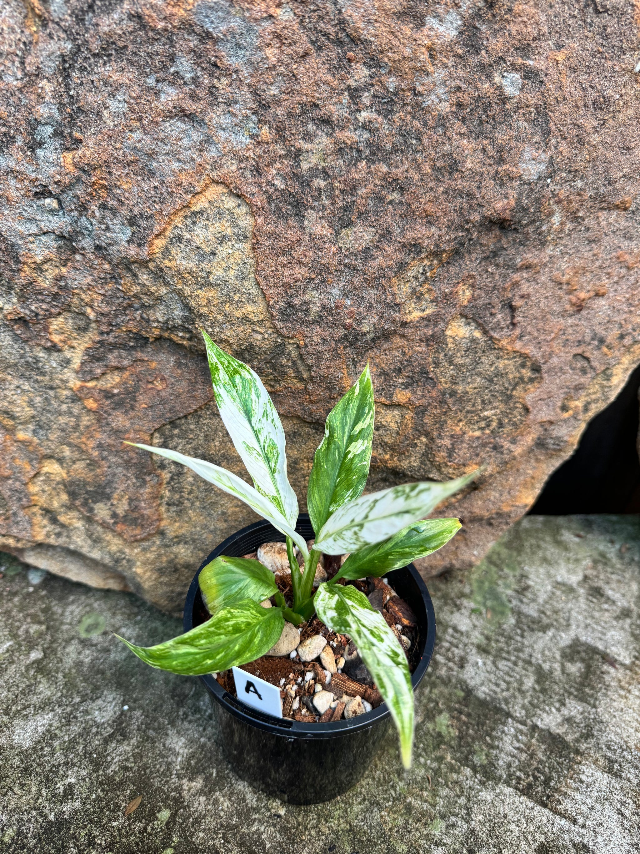 Spathiphyllum 'White Blizzard' Plant A