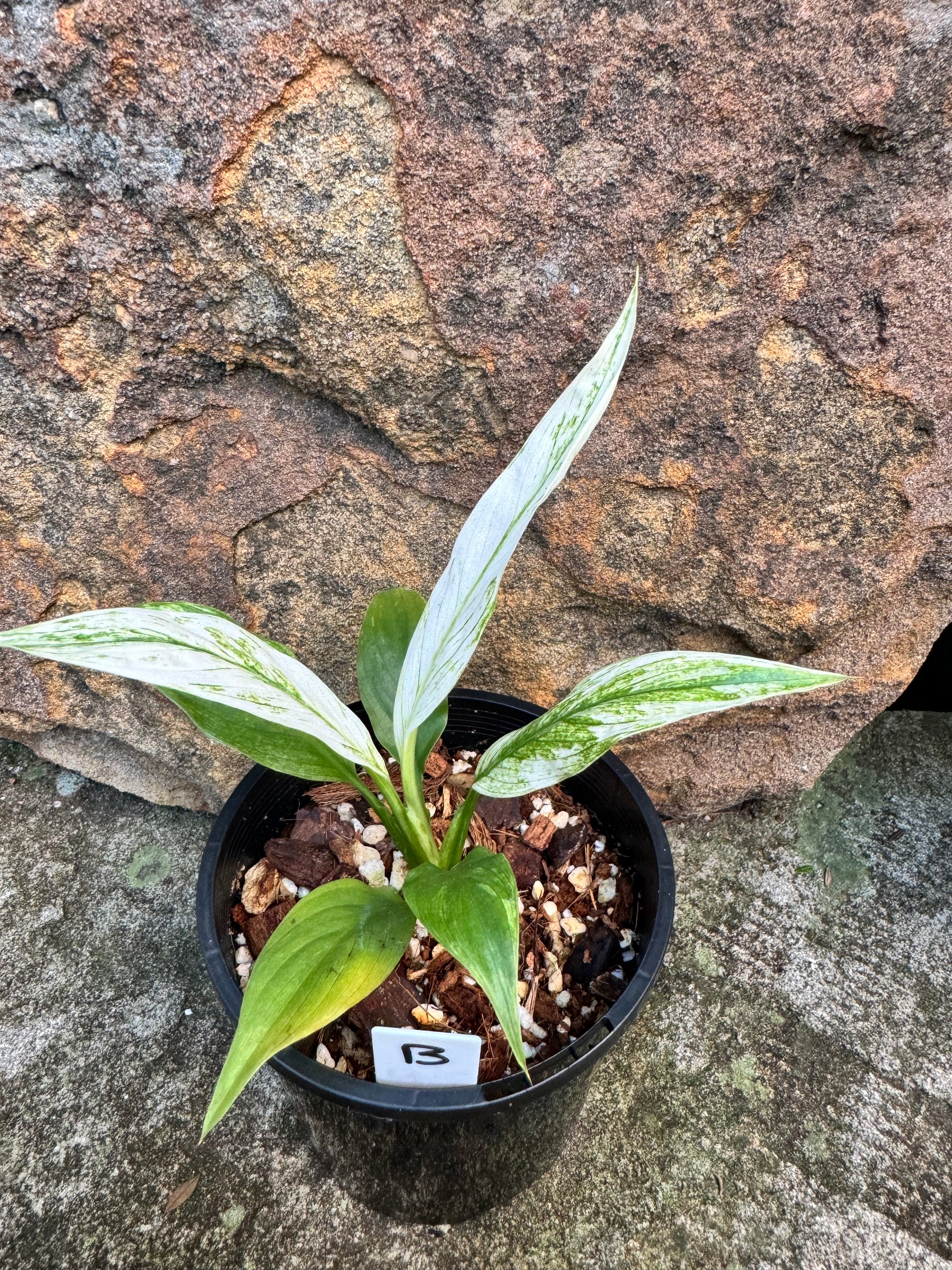 Spathiphyllum 'White Blizzard' Plant B