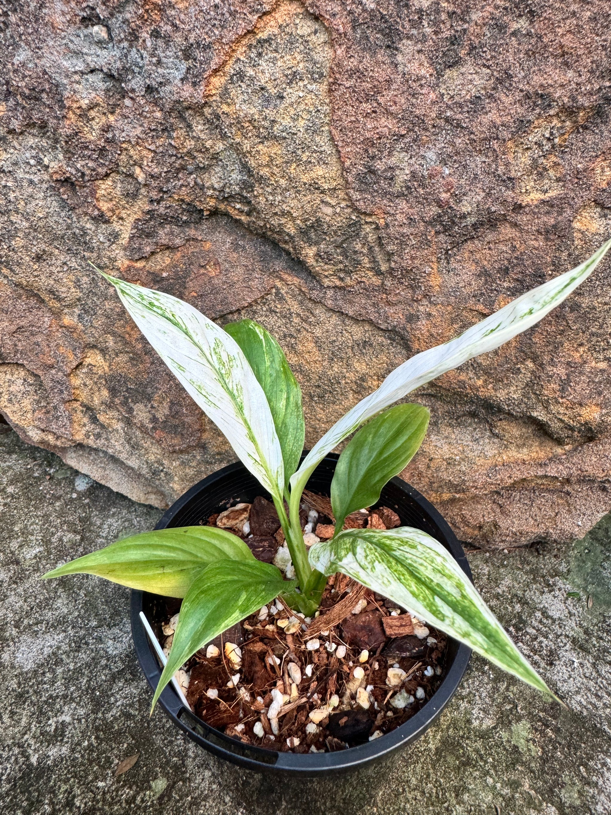 Spathiphyllum 'White Blizzard' Plant B