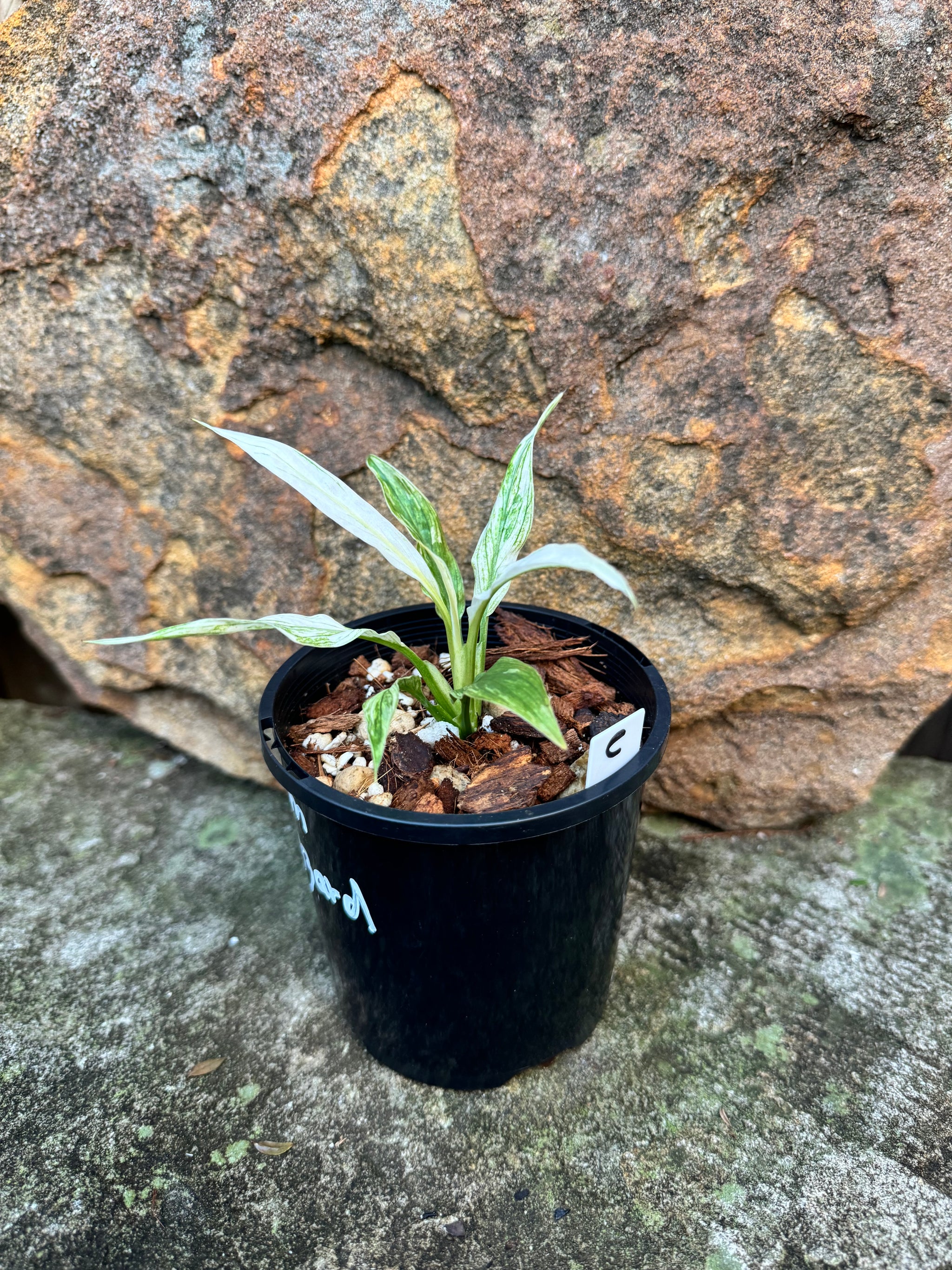 Spathiphyllum 'White Blizzard' Plant C