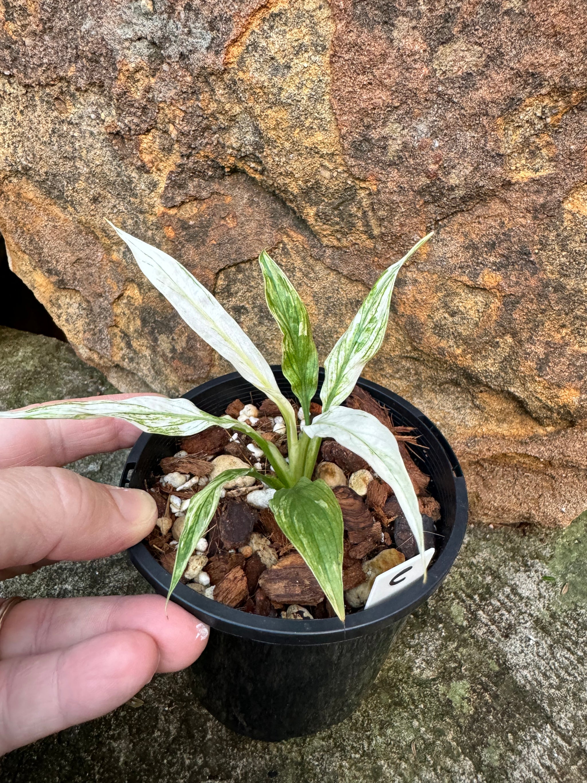 Spathiphyllum 'White Blizzard' Plant C