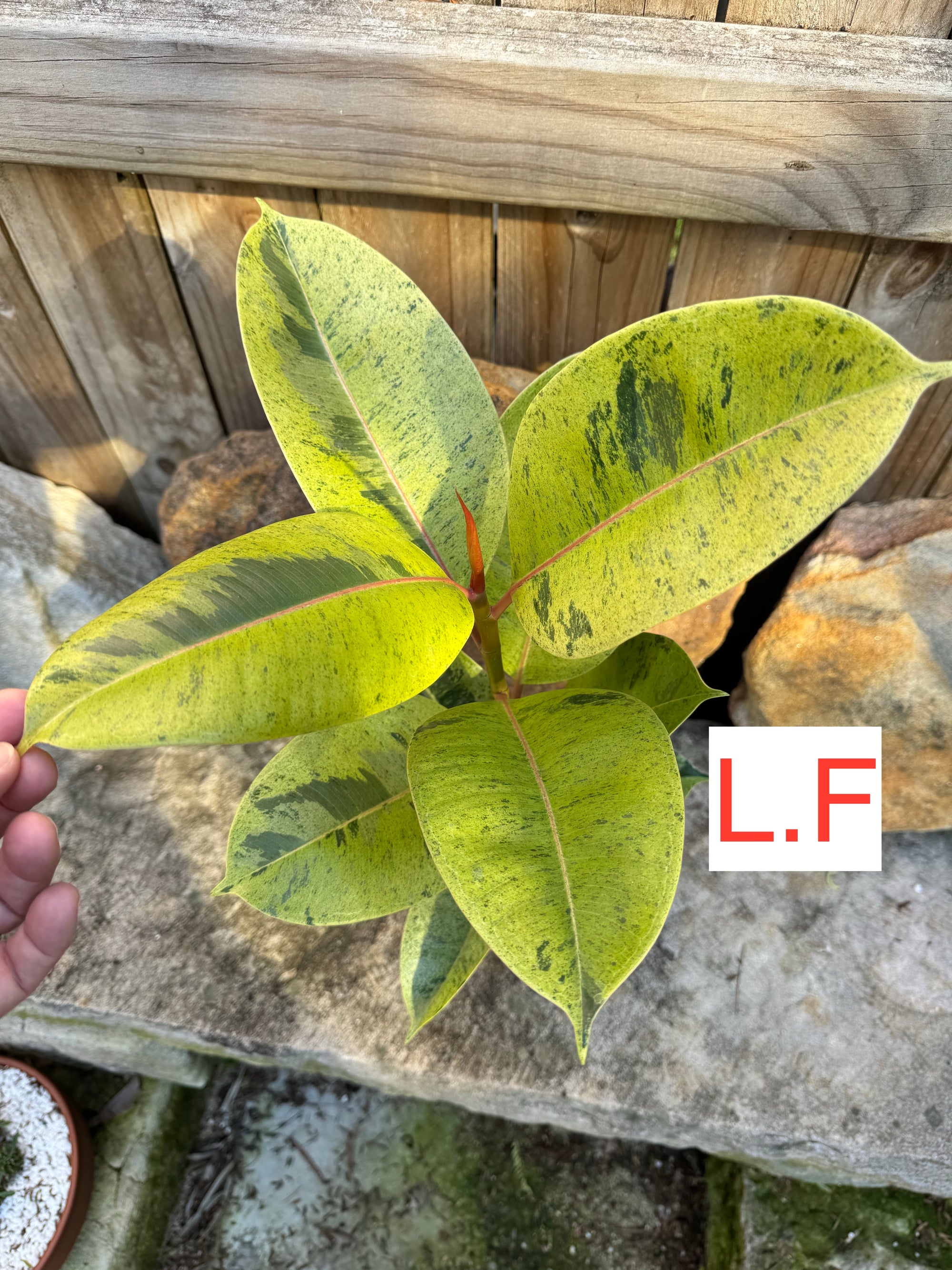 Ficus Shivereana Large Plant F