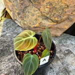 Philodendron 'El-Choco' Red