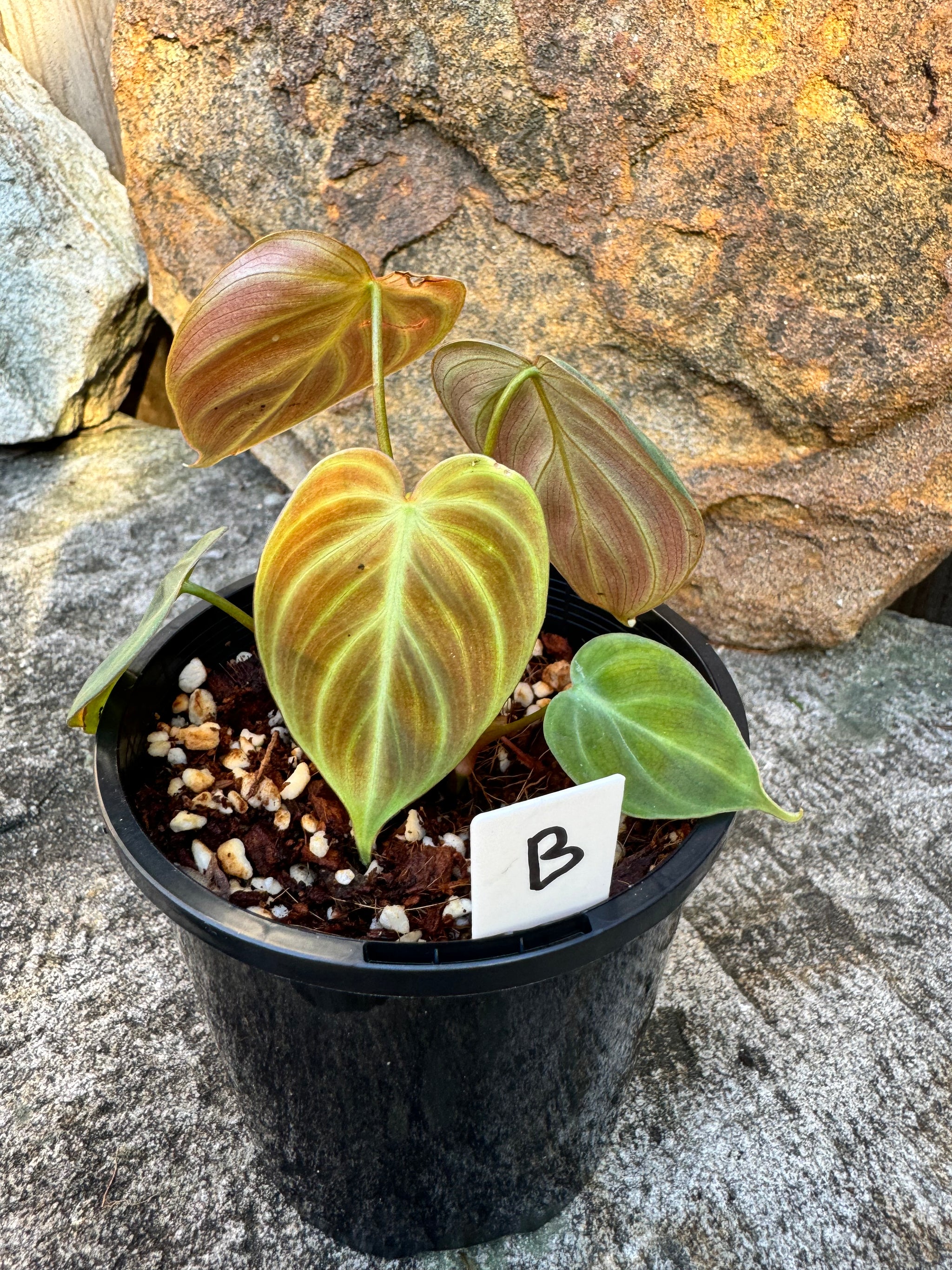 Philodendron 'El-Choco' Red