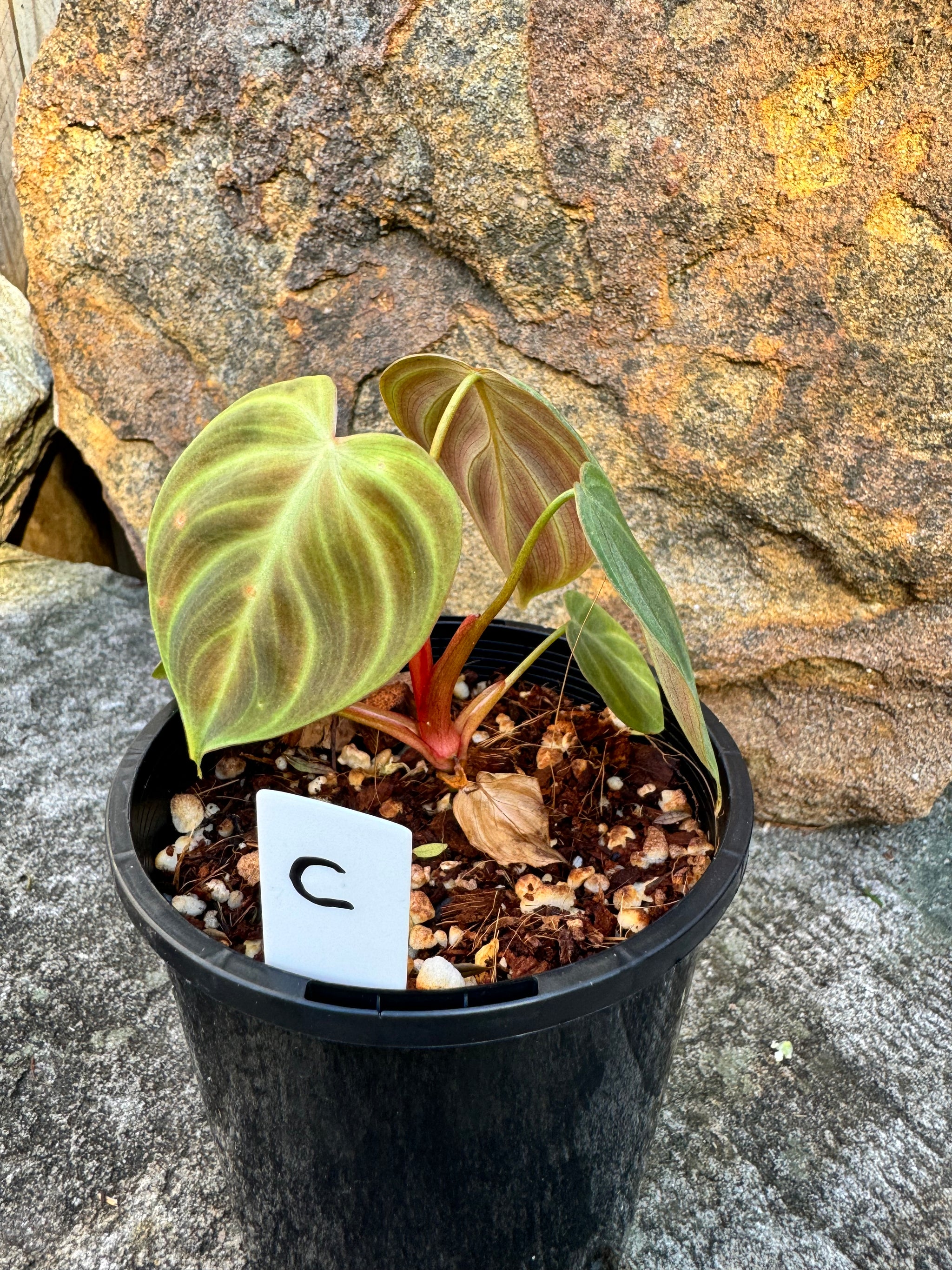 Philodendron 'El-Choco' Red