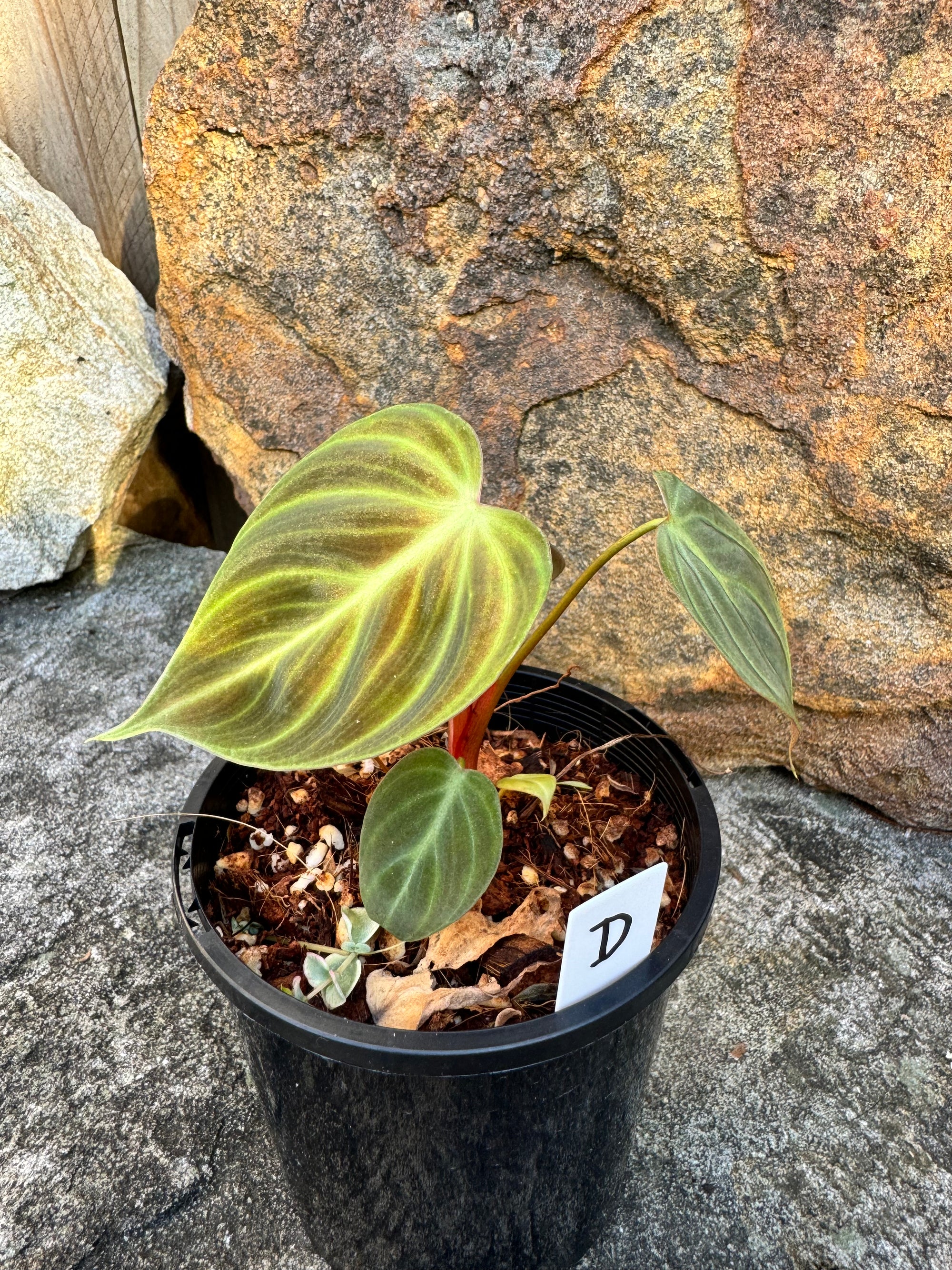 Philodendron 'El-Choco' Red