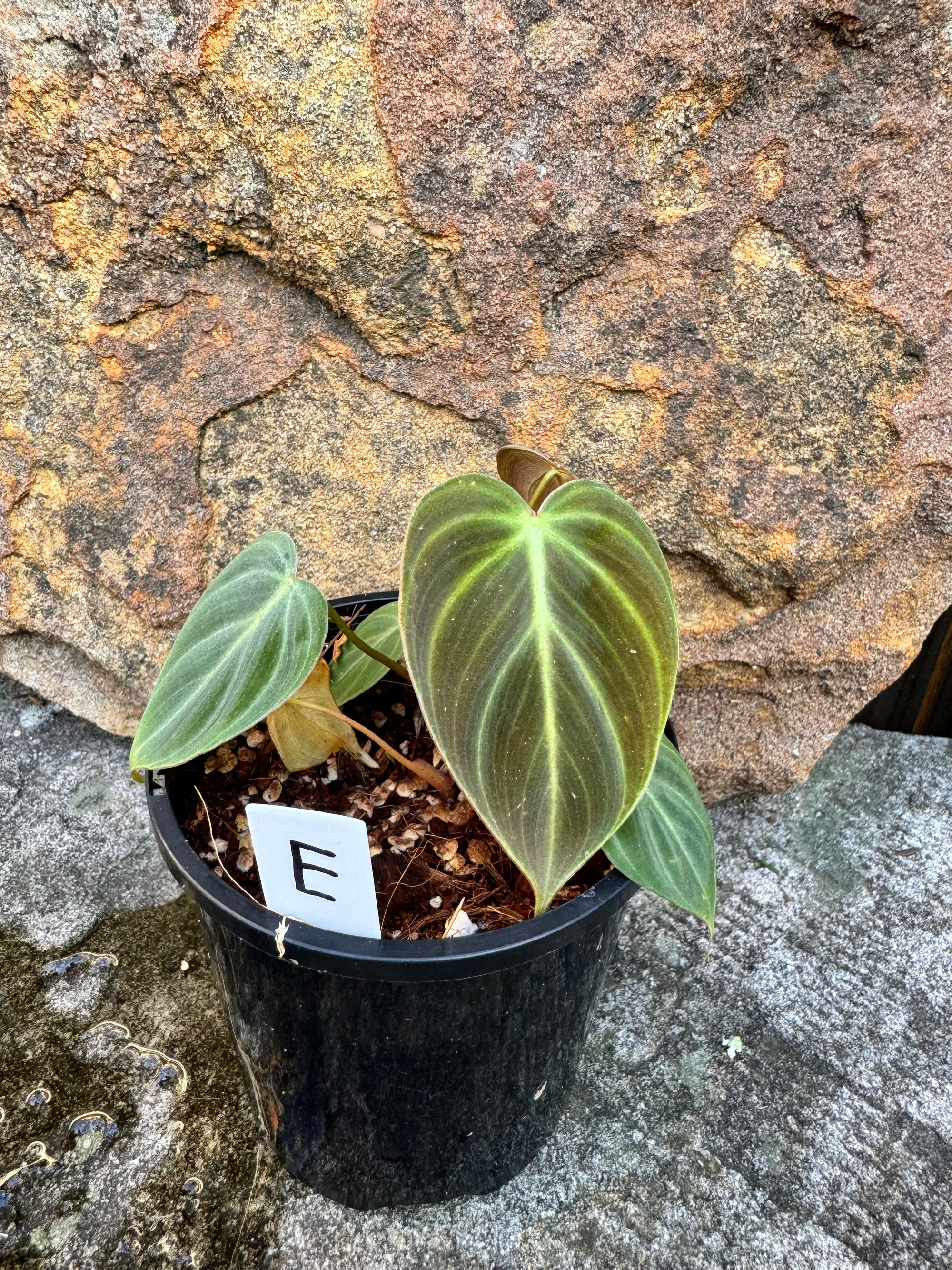 Philodendron 'El-Choco' Red